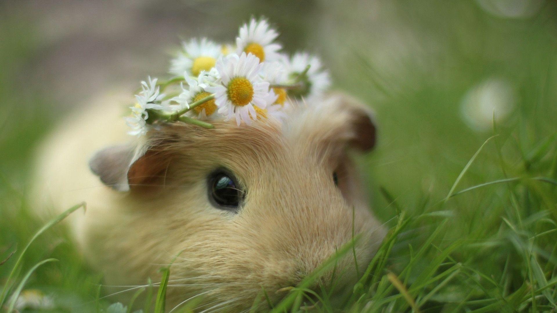 Guinea Pigs Wallpapers