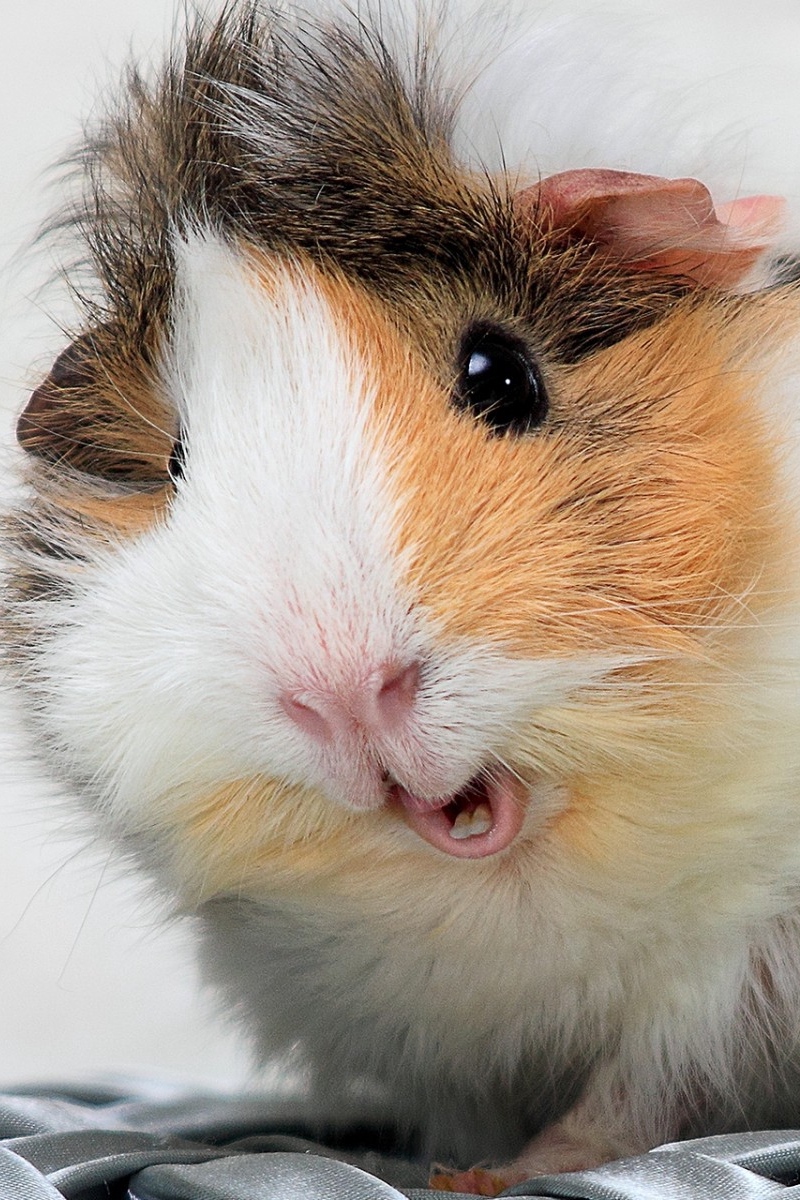 Guinea Pigs Wallpapers