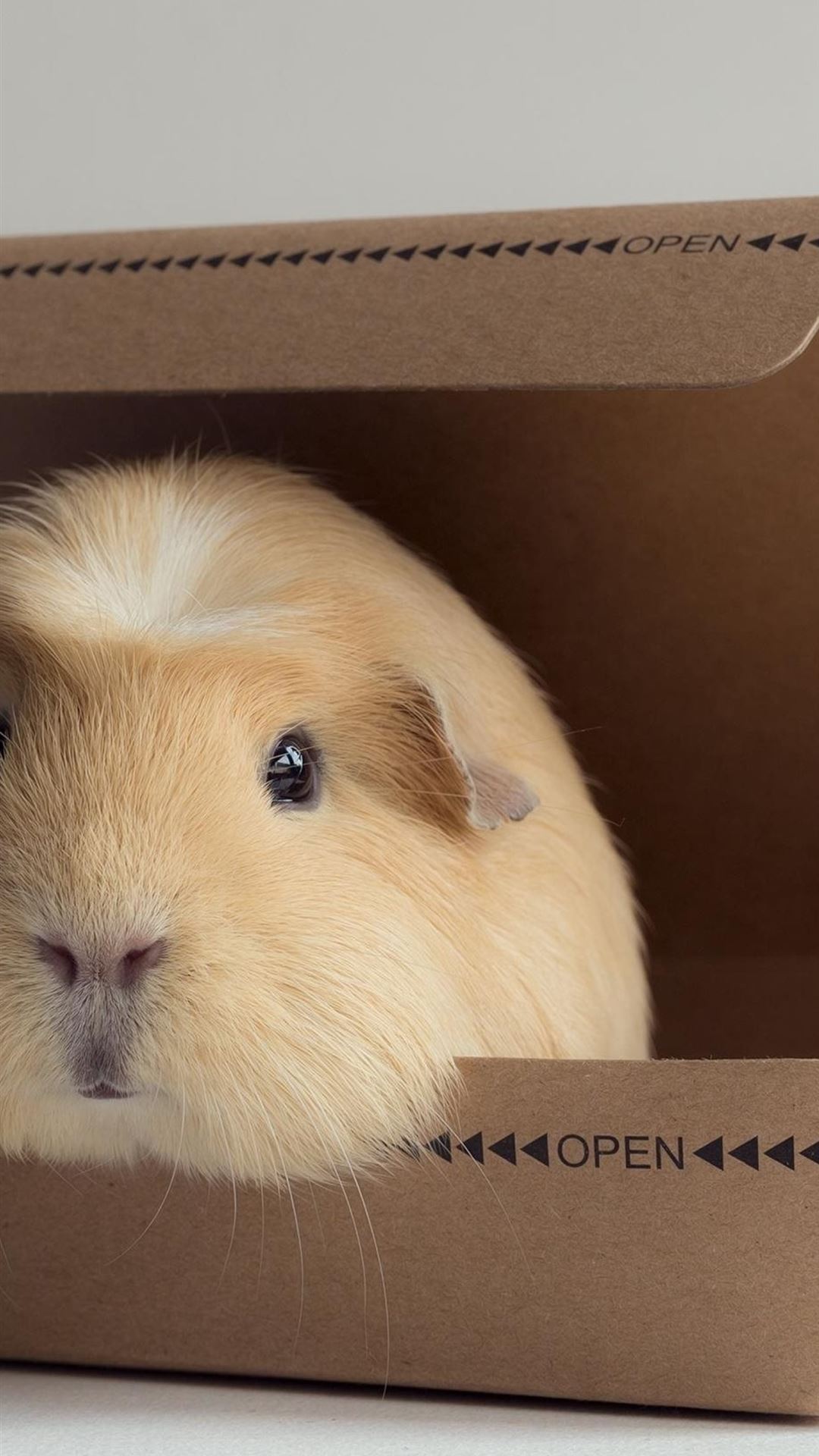 Guinea Pigs Wallpapers