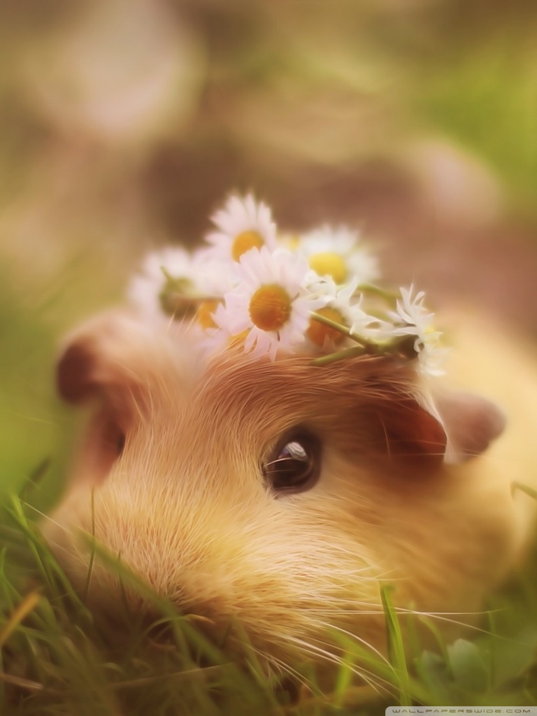 Guinea Pigs Wallpapers