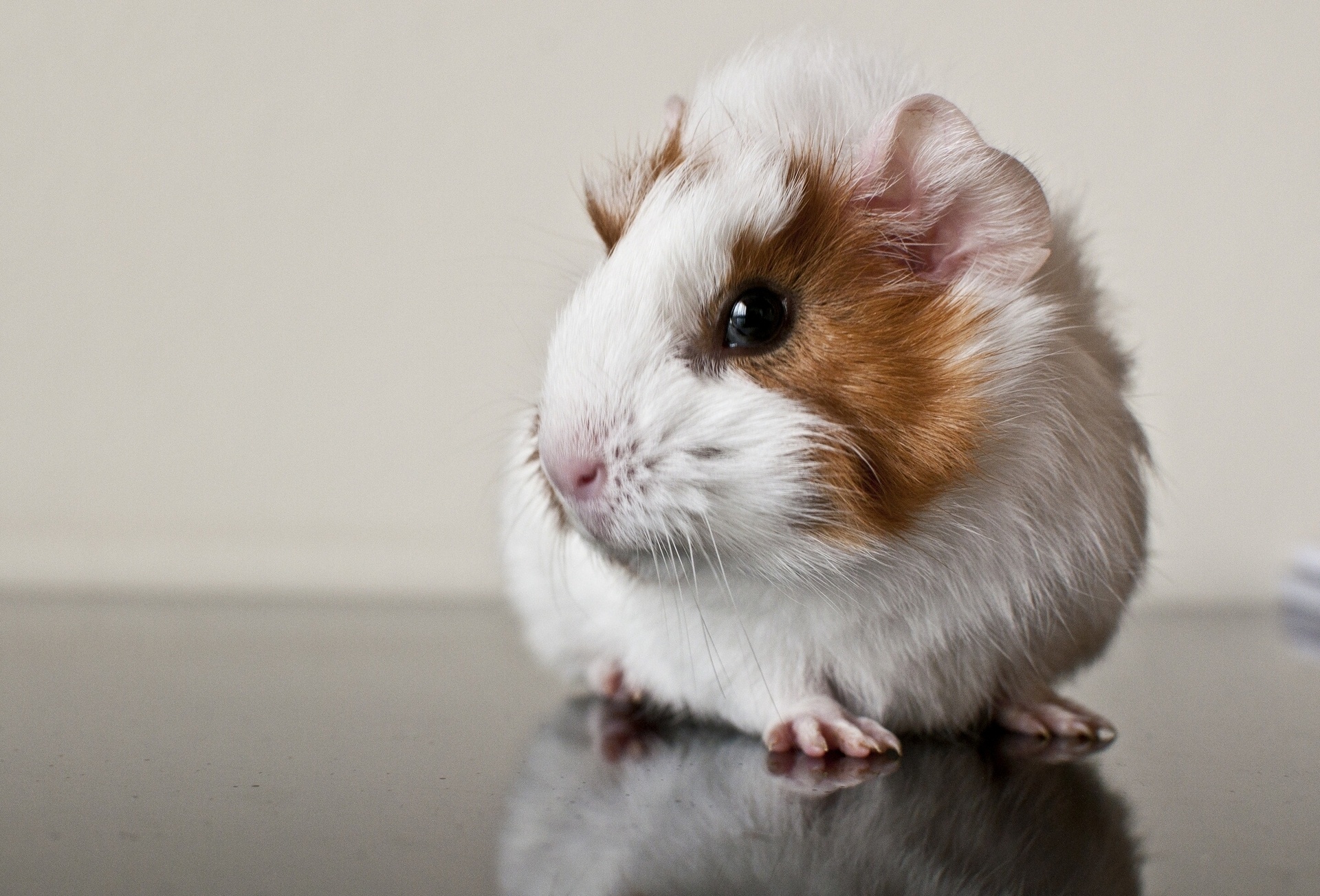 Guinea Pigs Wallpapers