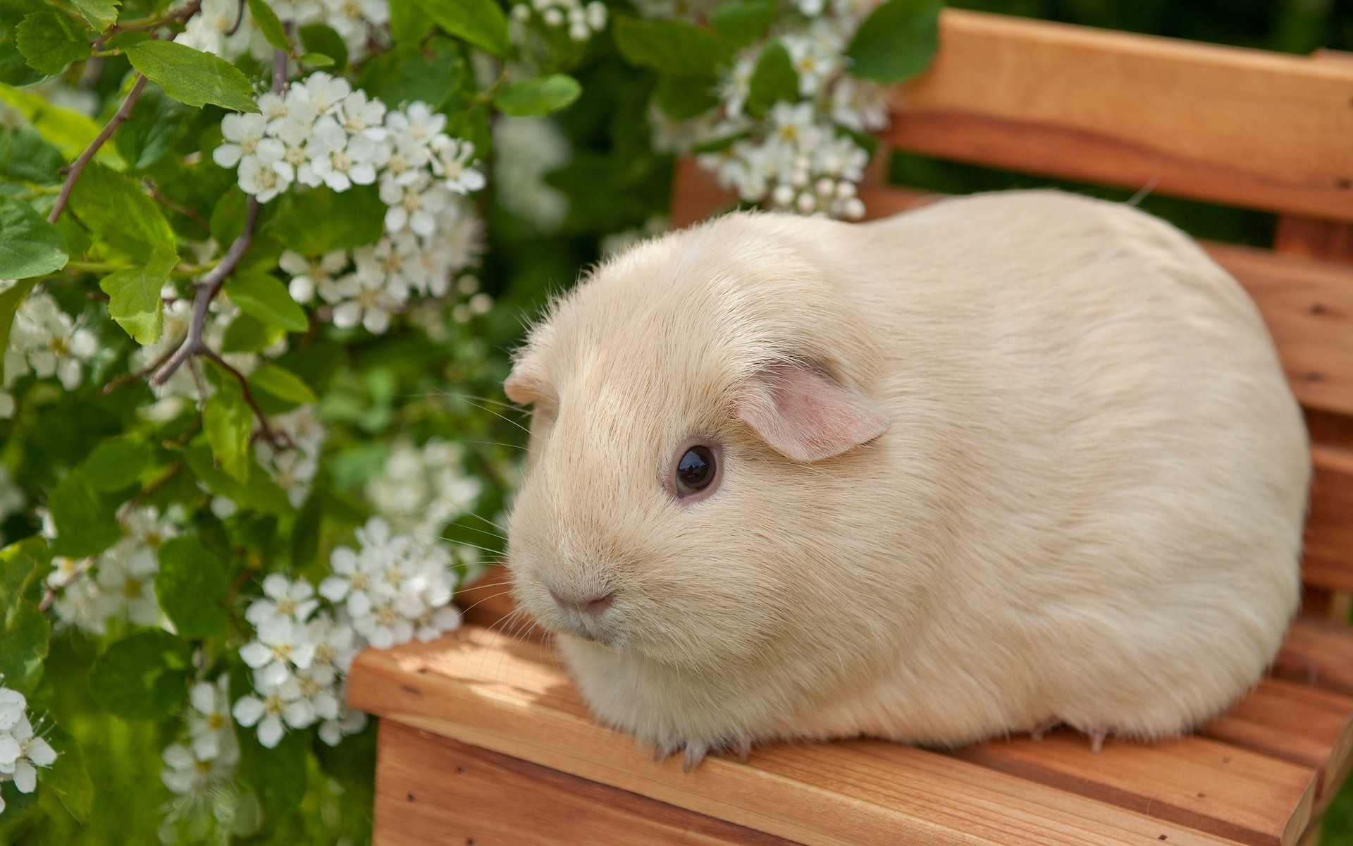 Guinea Pigs Wallpapers