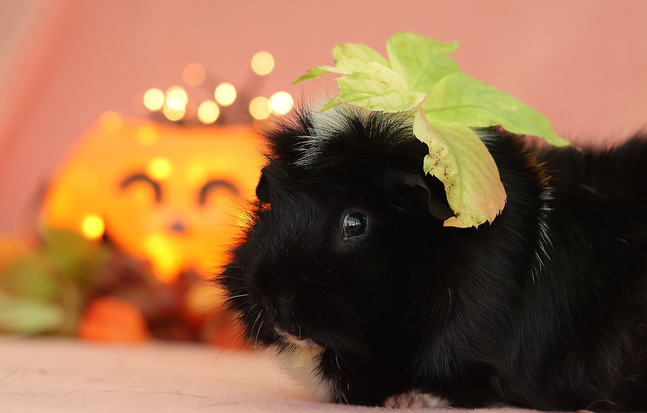 Guinea Pigs Wallpapers