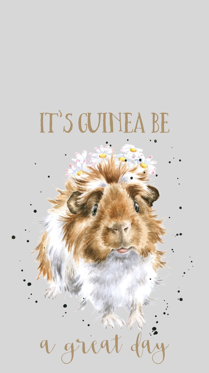 Guinea Pigs Wallpapers