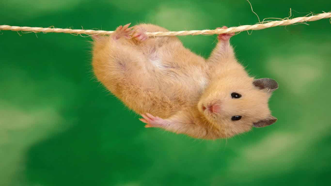 Guinea Pigs Wallpapers