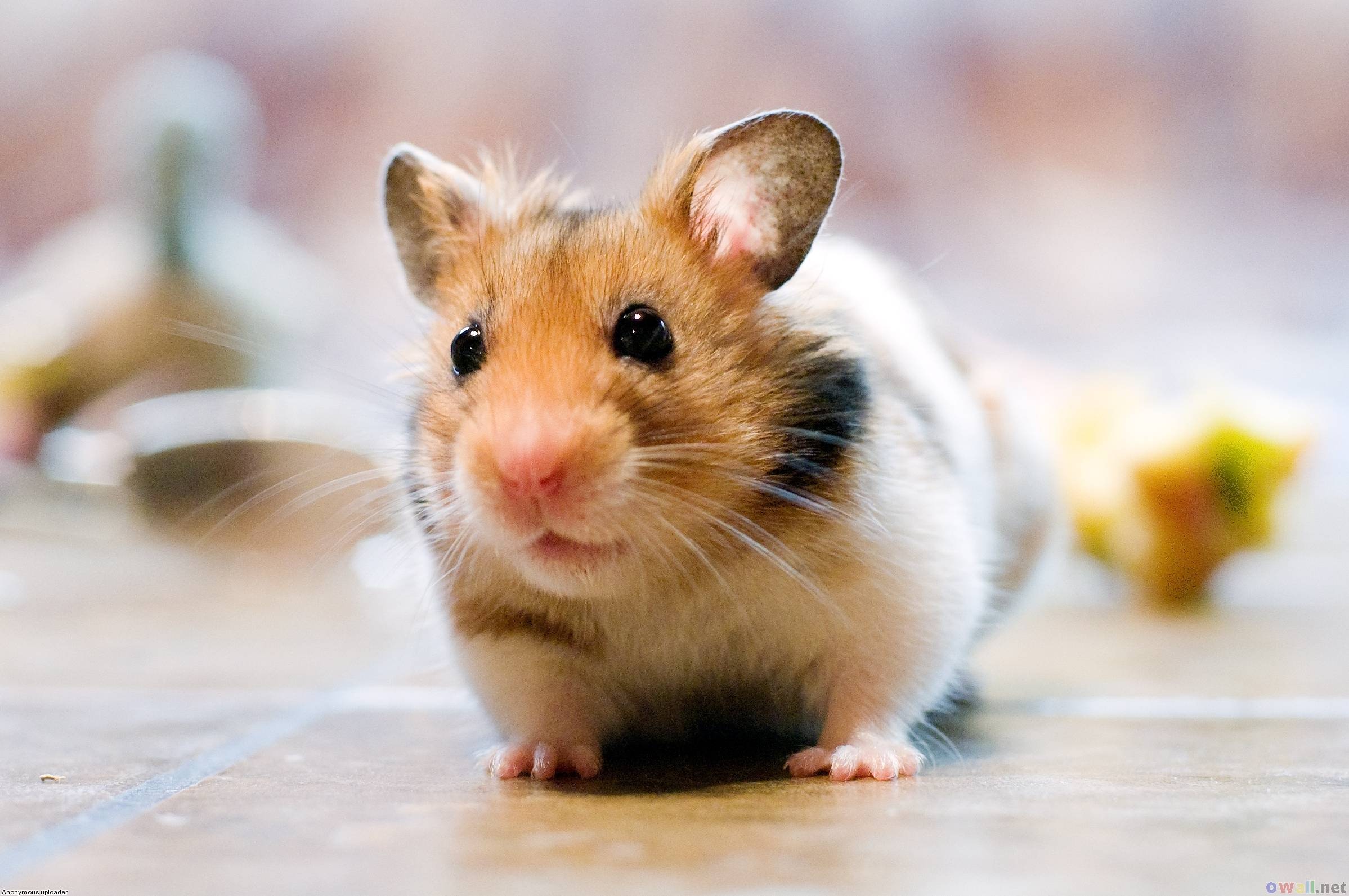 Hamster Wallpapers