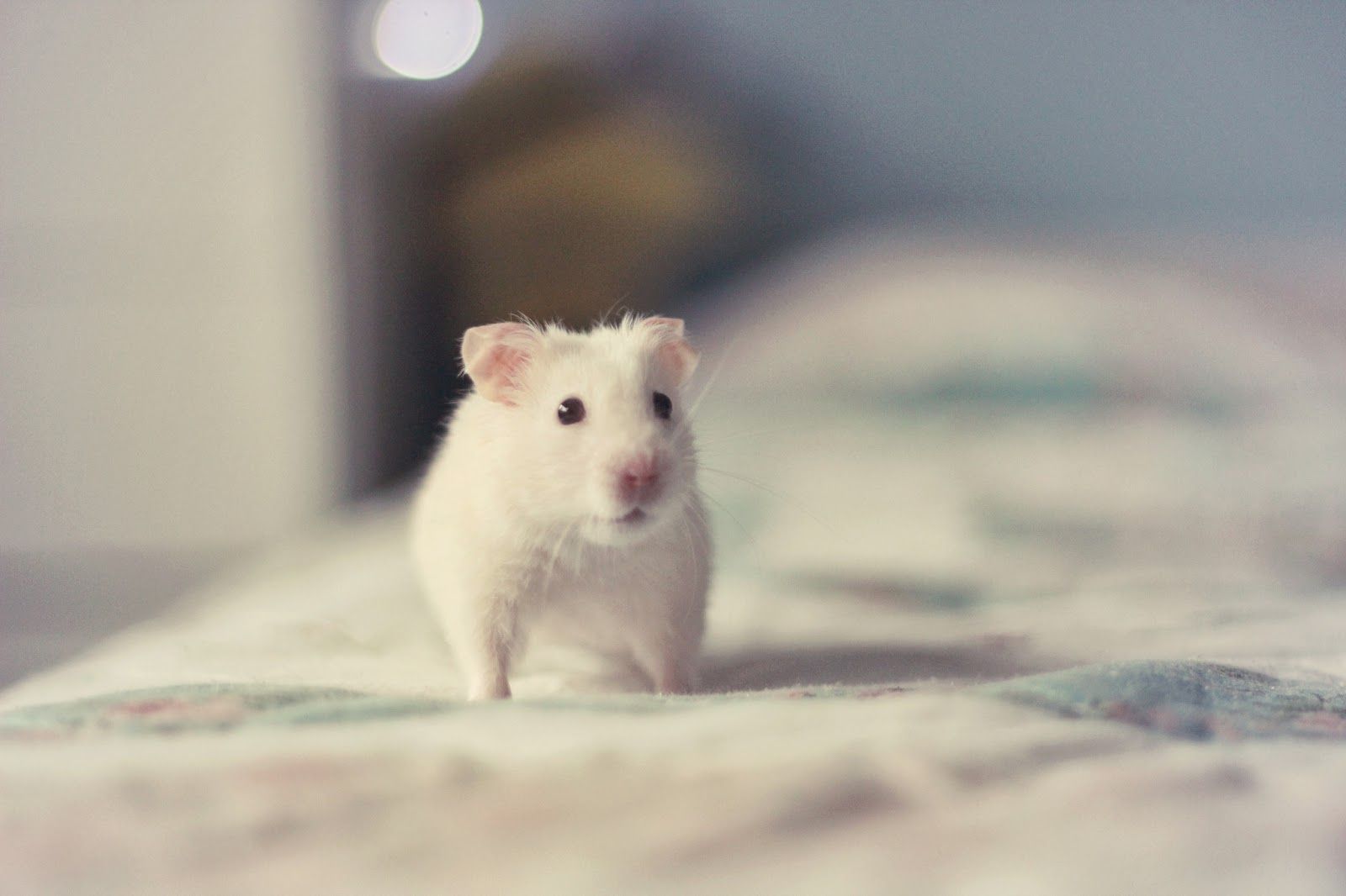 Hamster Wallpapers