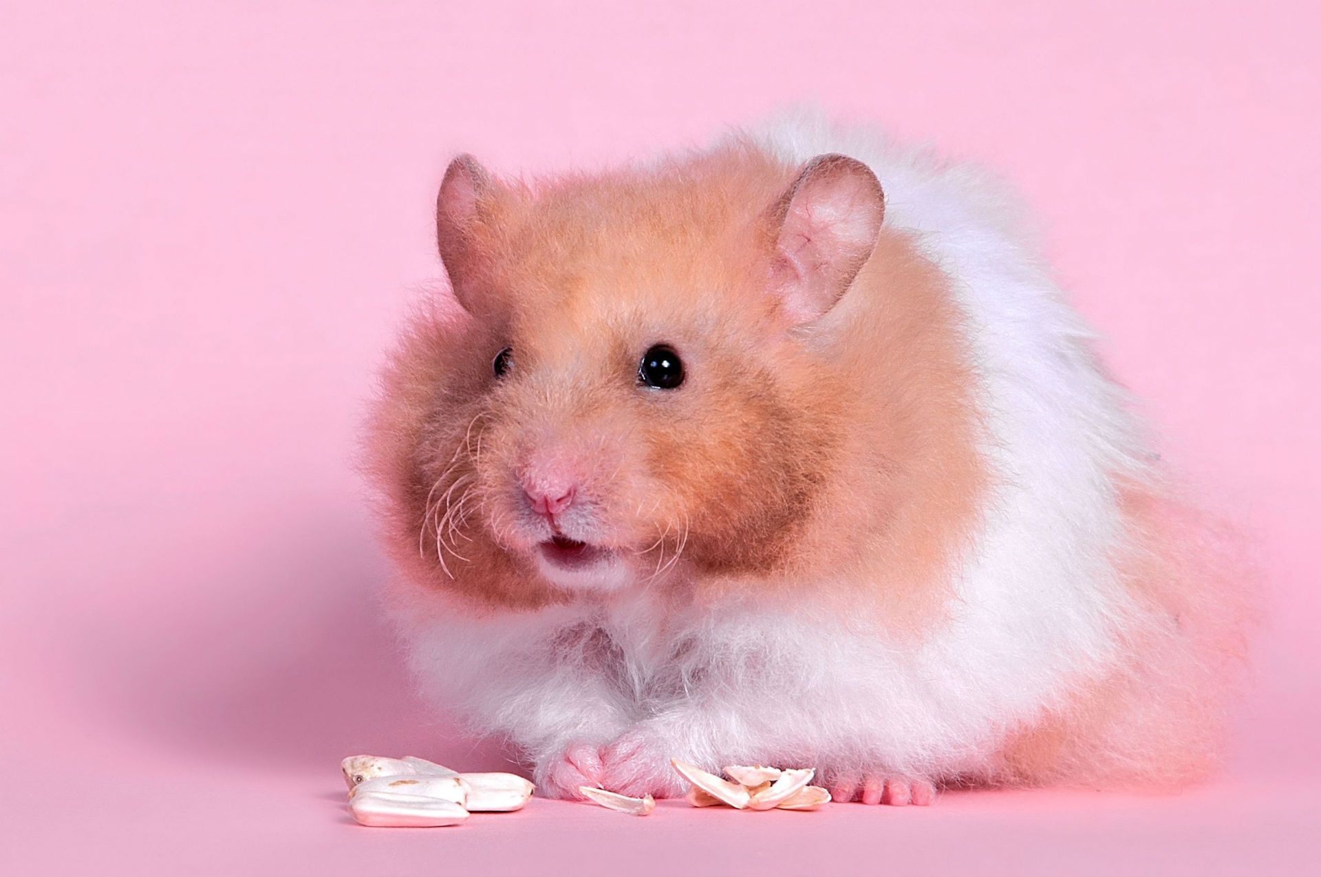 Hamster Wallpapers