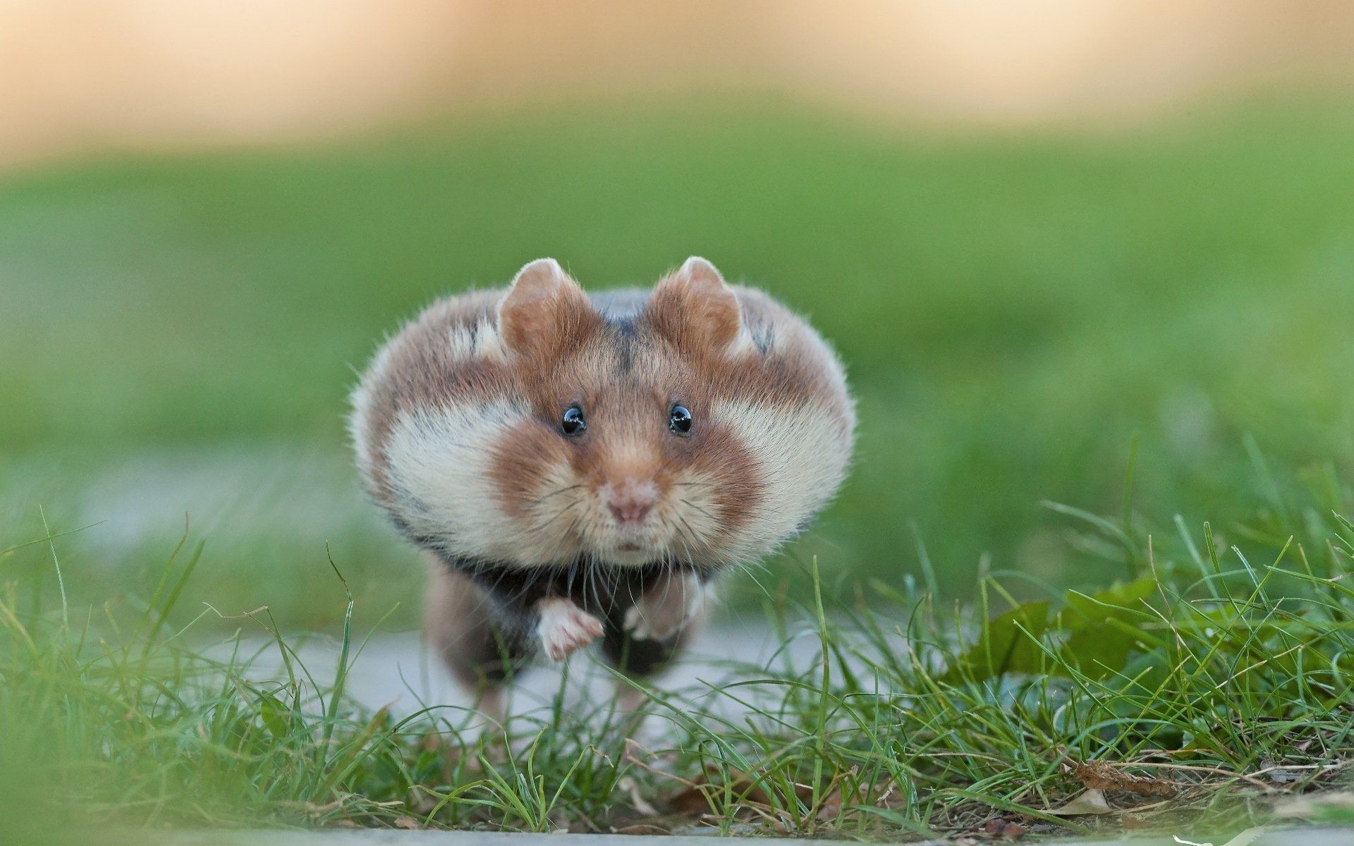 Hamster Wallpapers