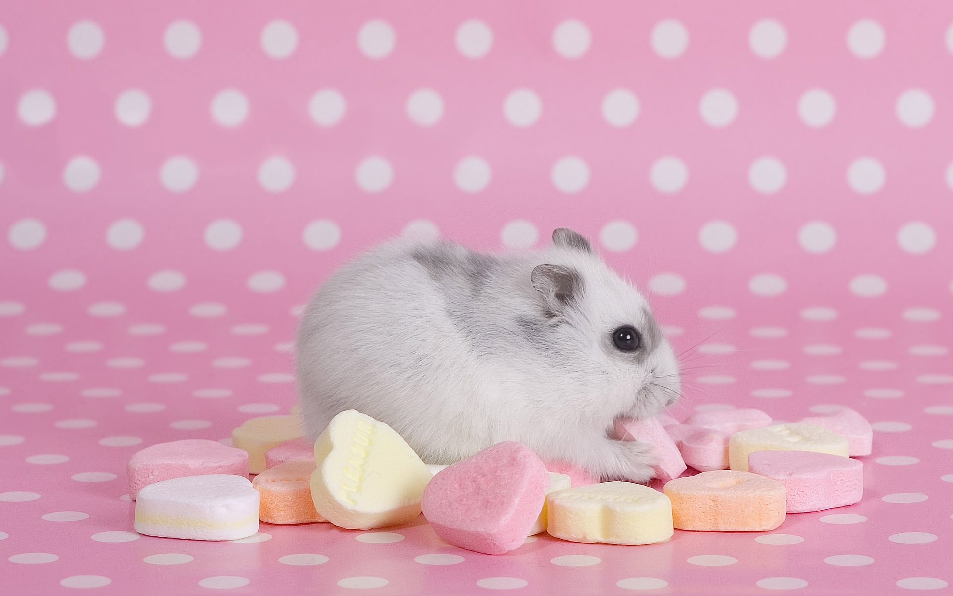 Hamster Wallpapers