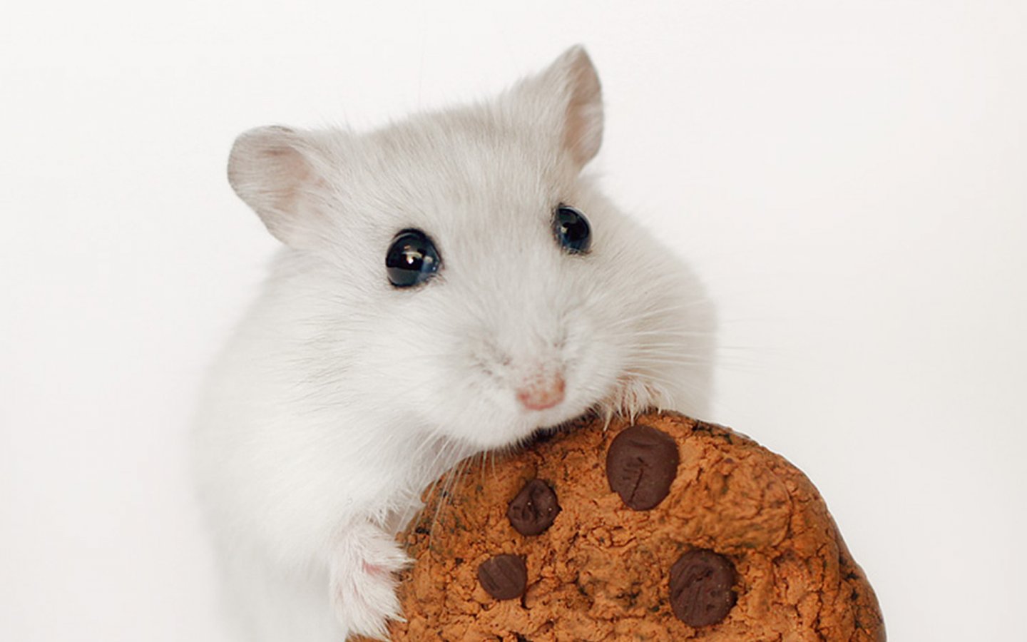 Hamster Wallpapers