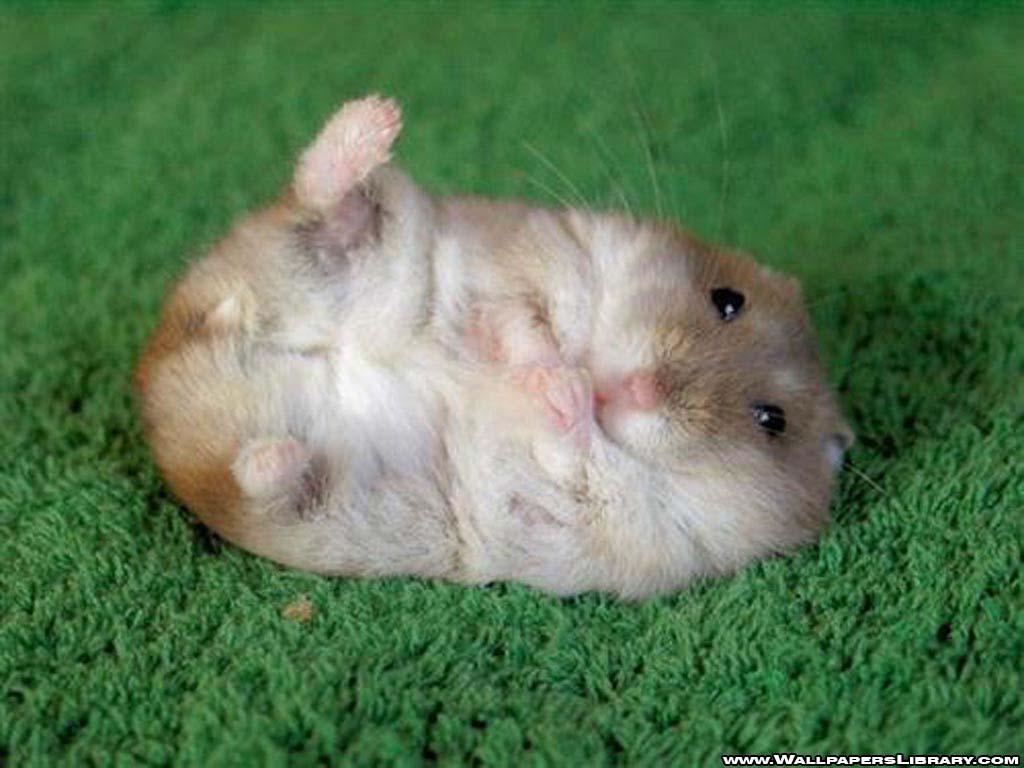 Hamster Wallpapers