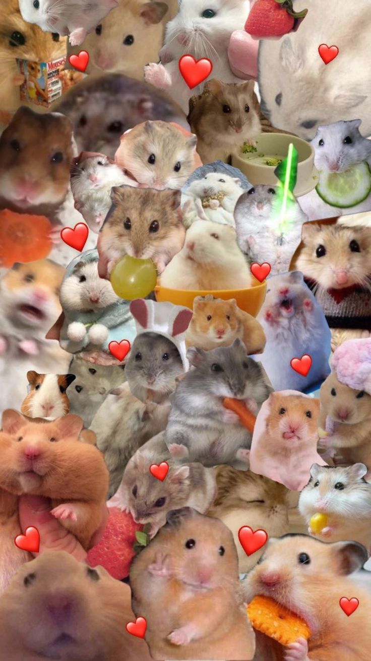 Hamster Wallpapers