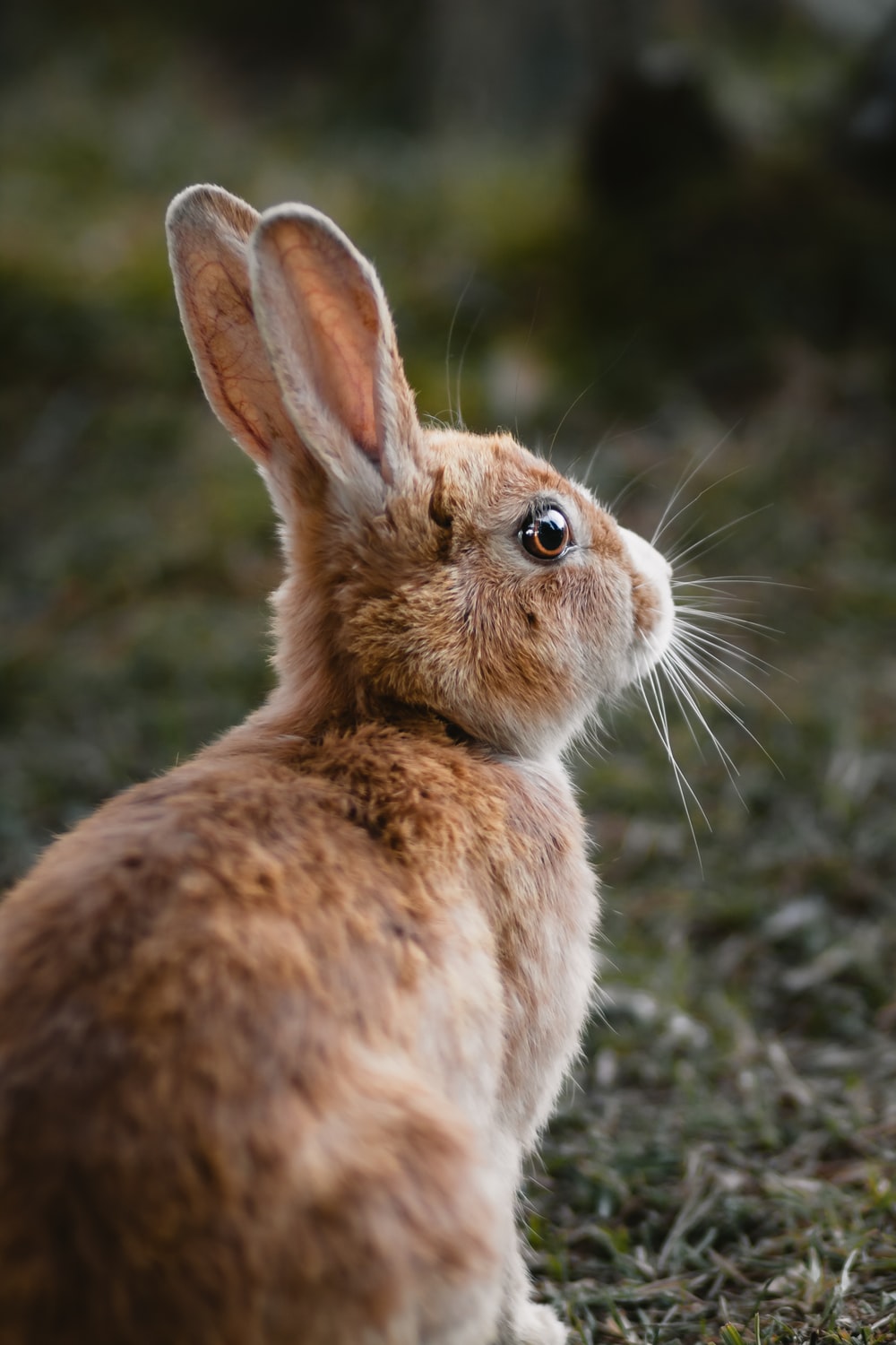 Hare Wallpapers