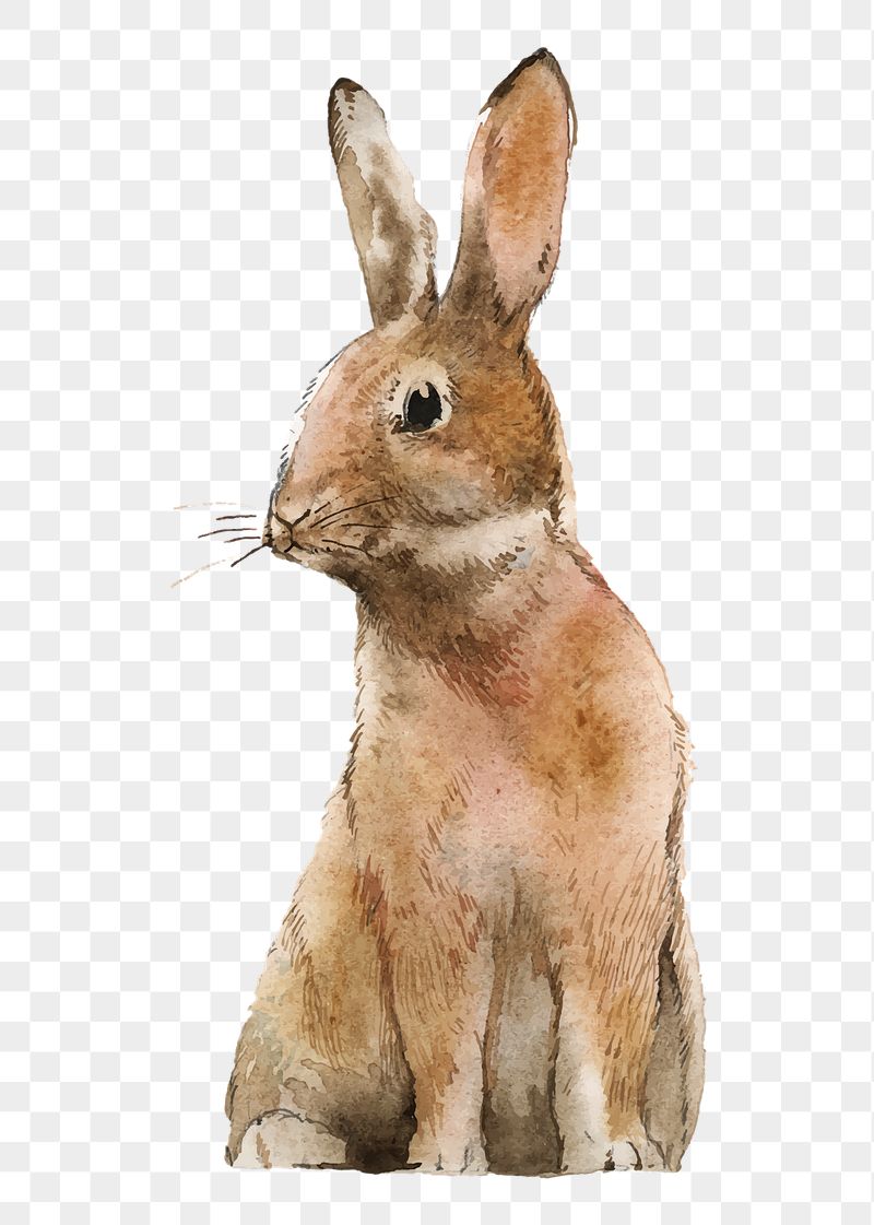 Hare Wallpapers