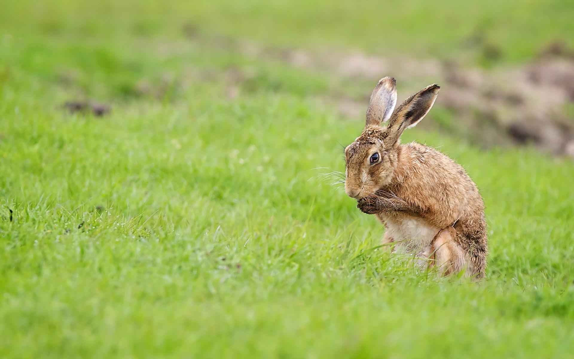 Hare Wallpapers