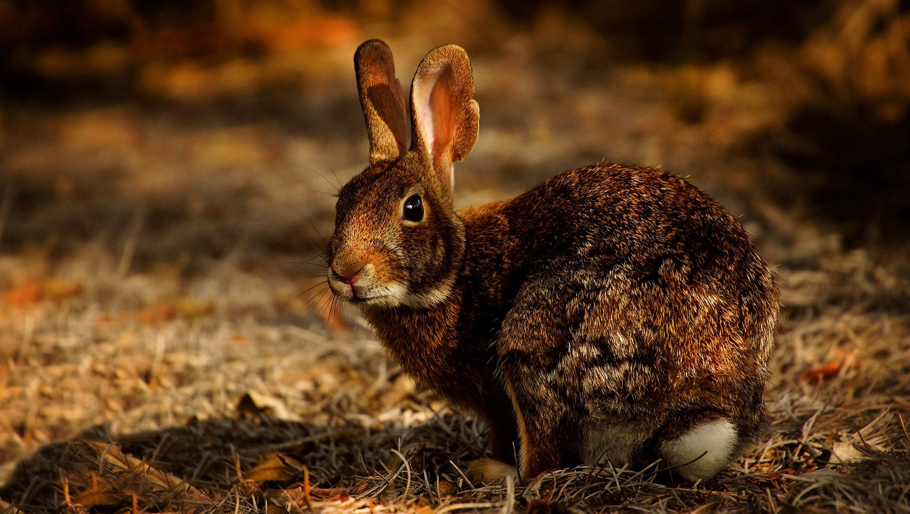 Hare Wallpapers