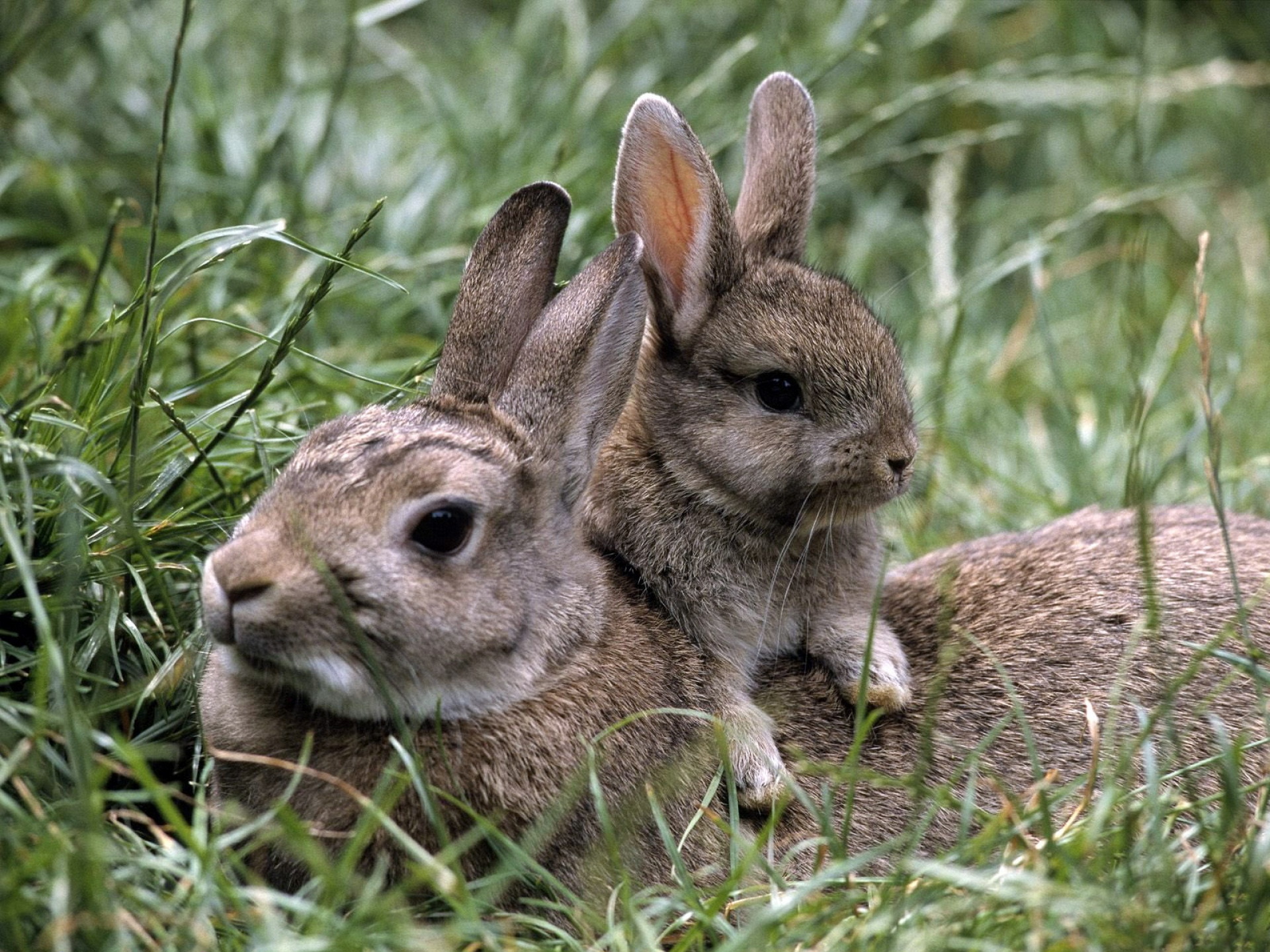 Hare Wallpapers