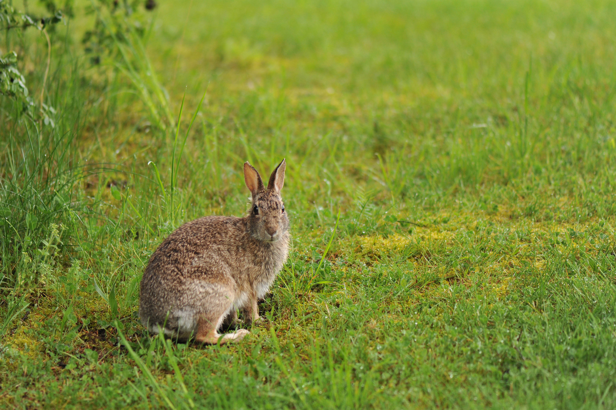 Hare Wallpapers