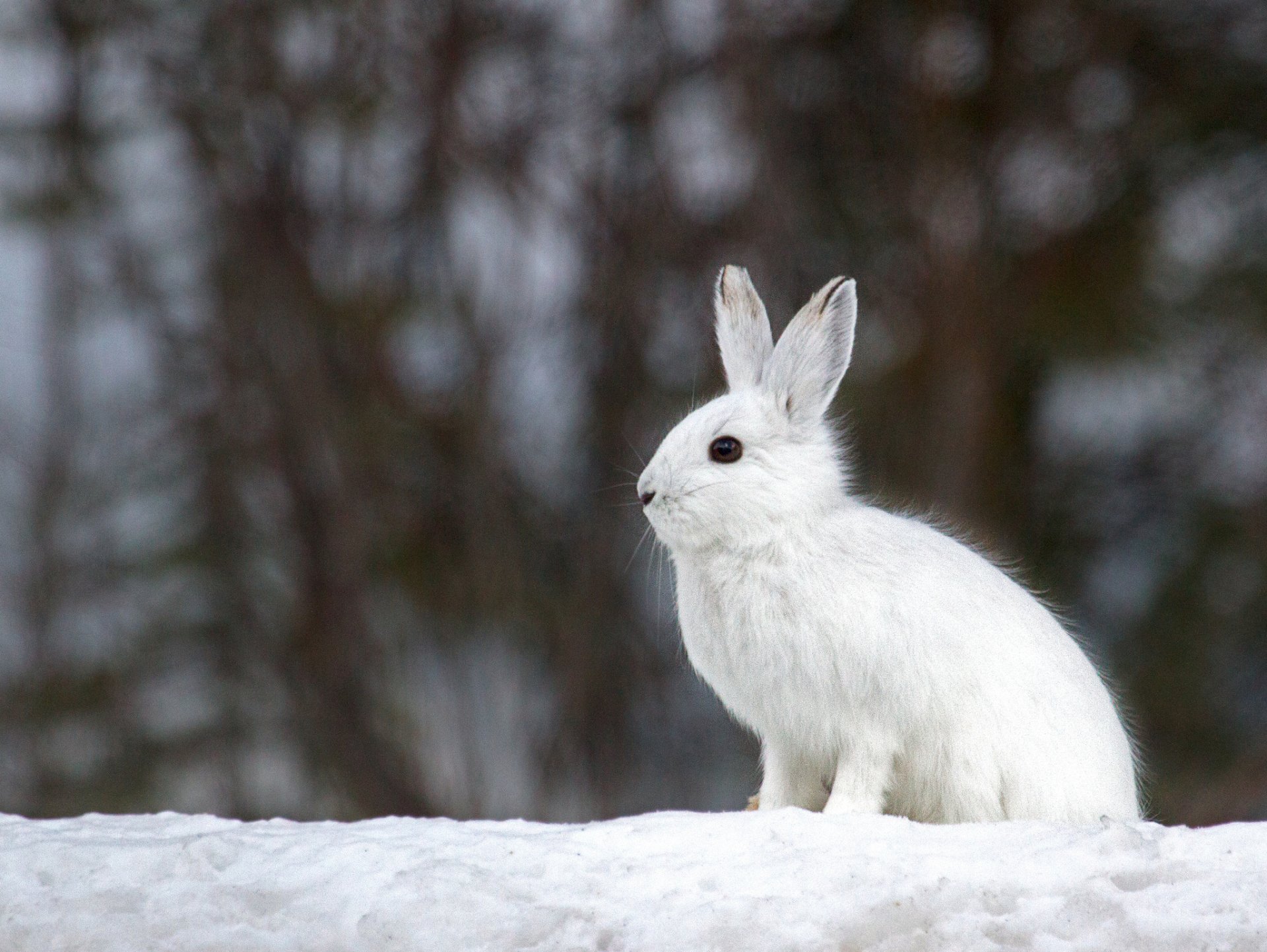 Hares Wallpapers