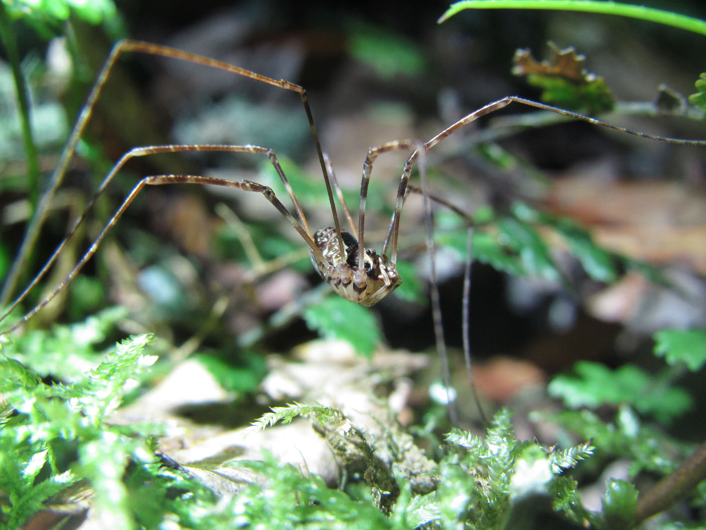 Harvestmen Wallpapers