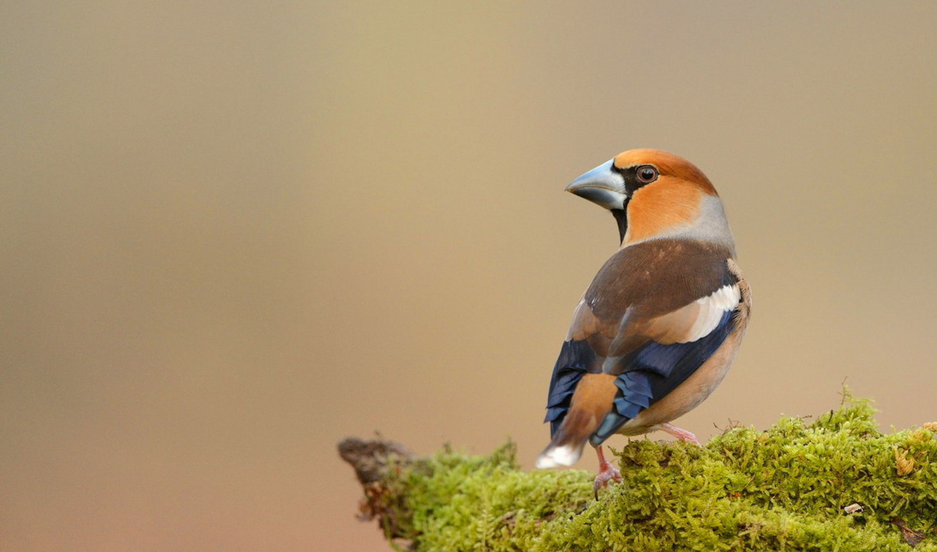 Hawfinch Wallpapers