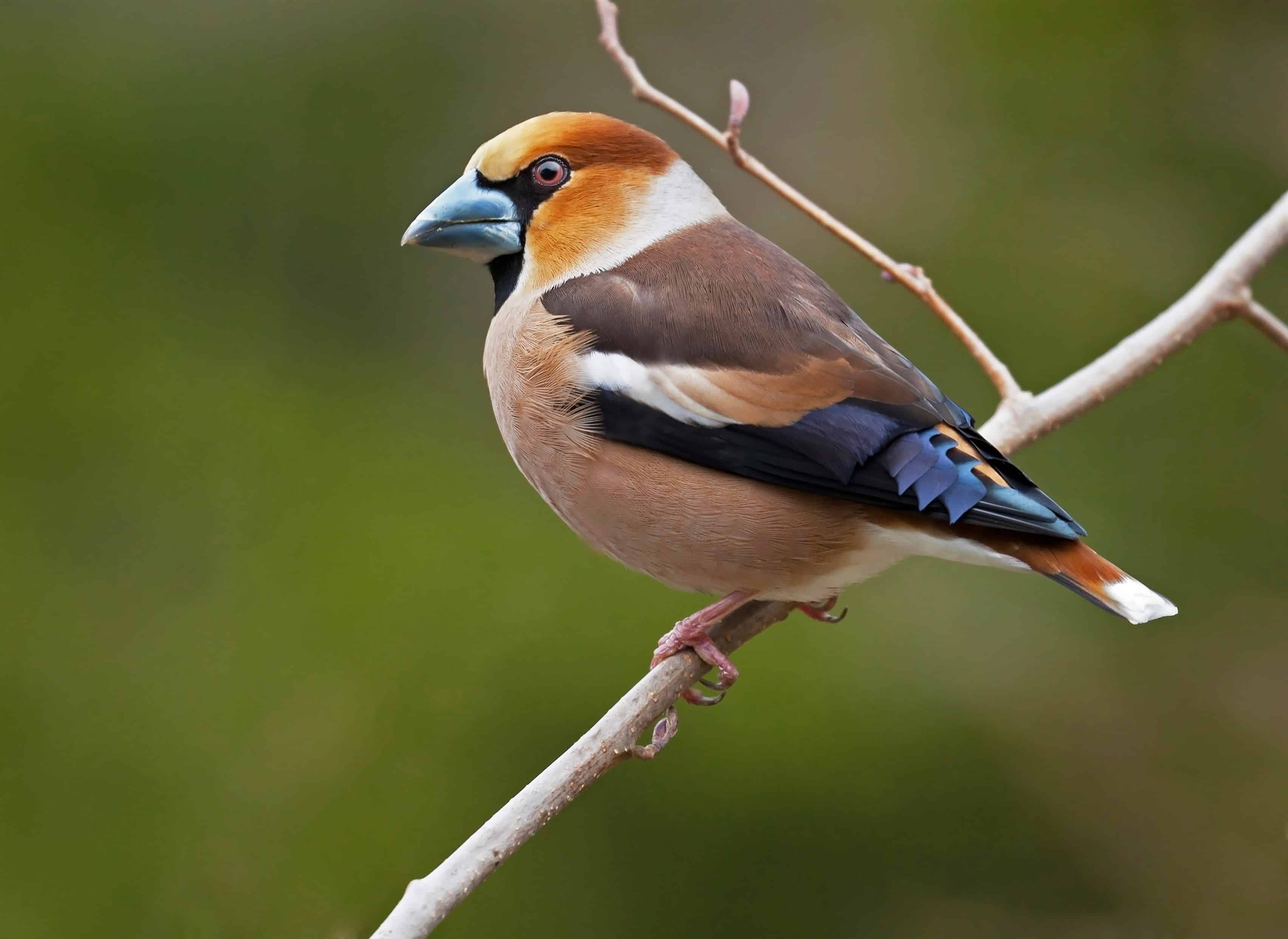 Hawfinch Wallpapers