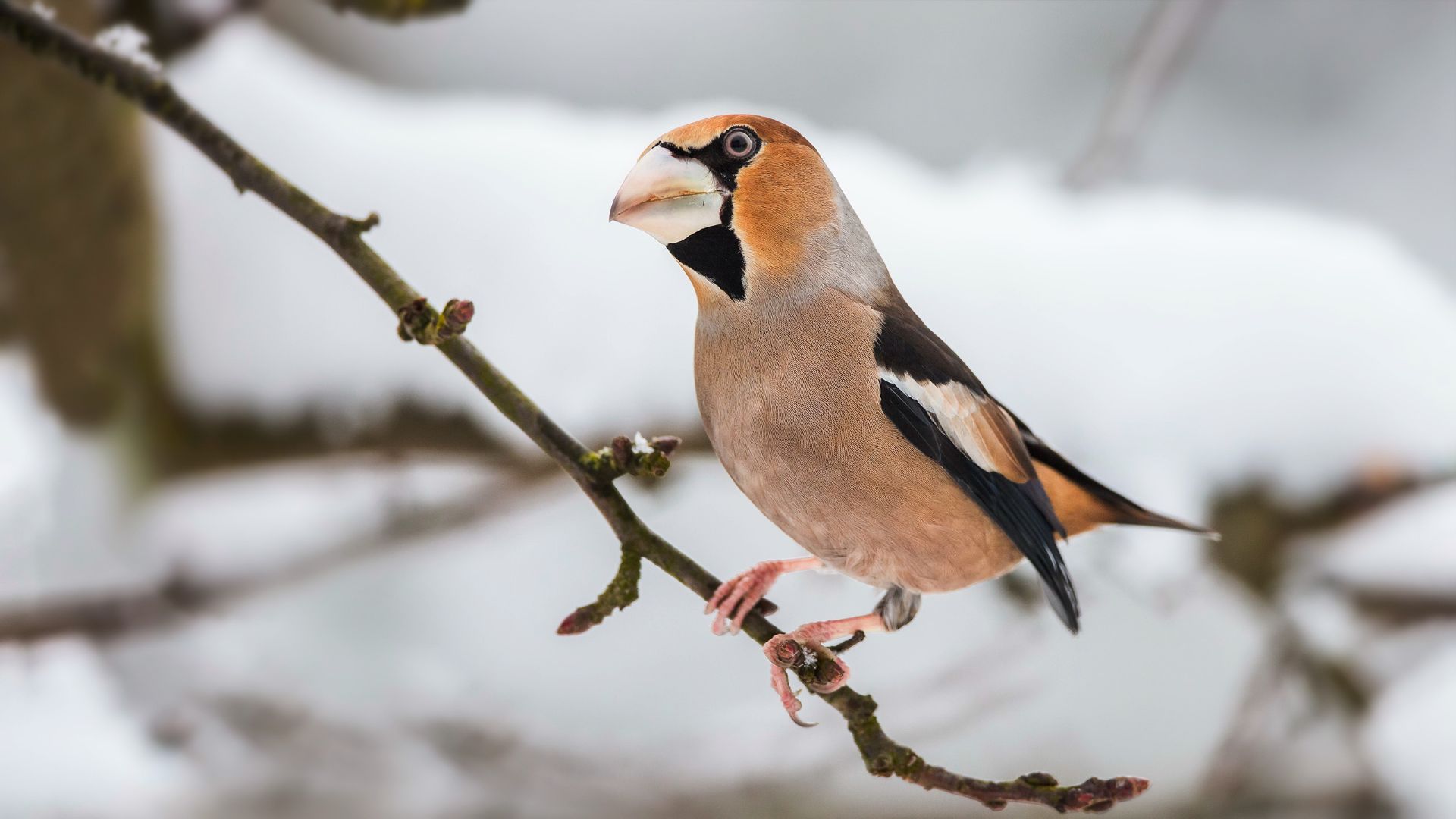 Hawfinch Wallpapers