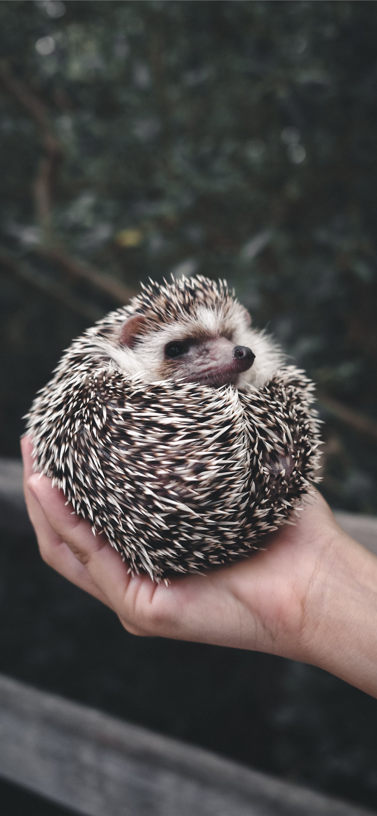 Hedgehog Wallpapers