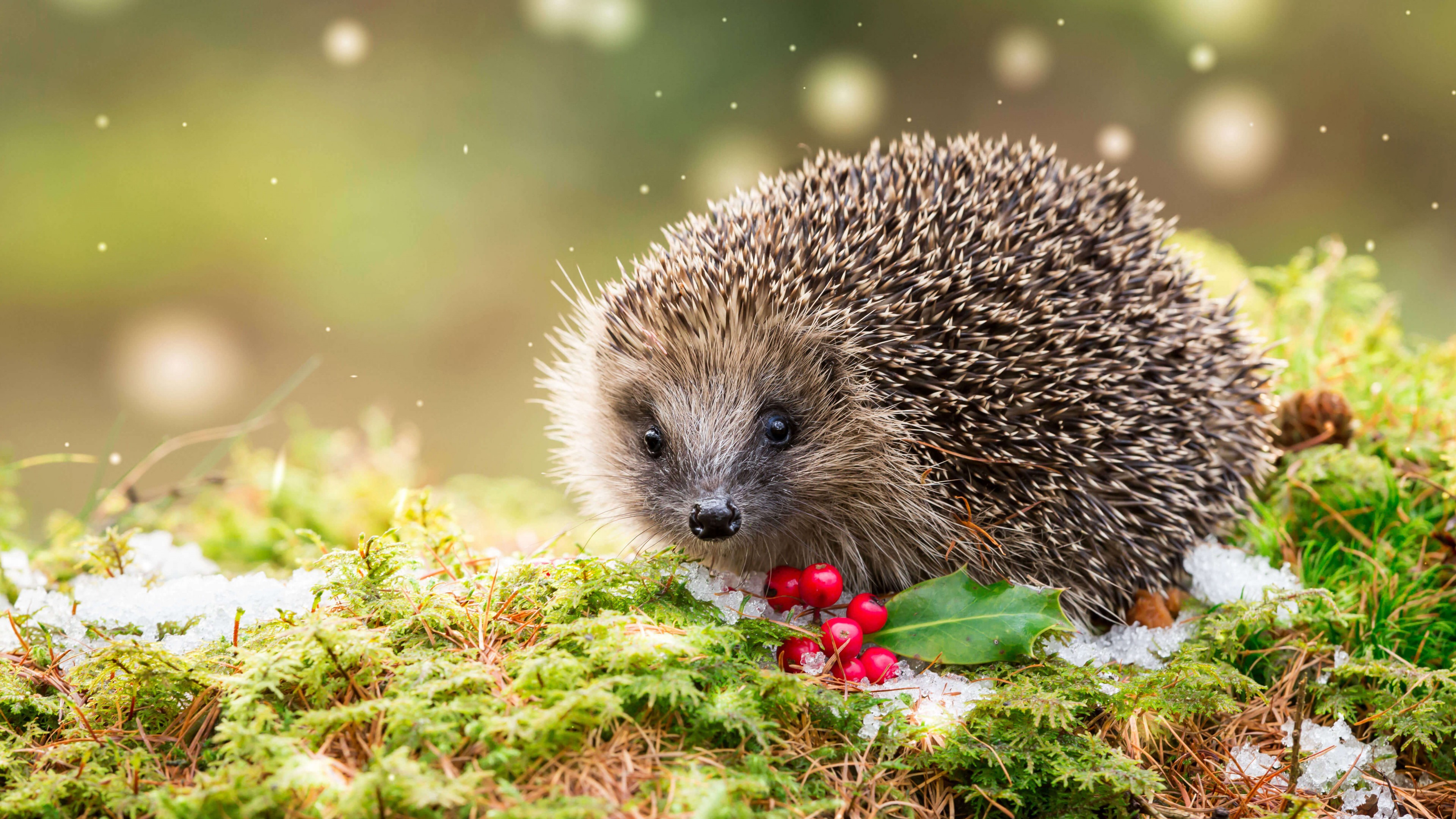 Hedgehog Wallpapers