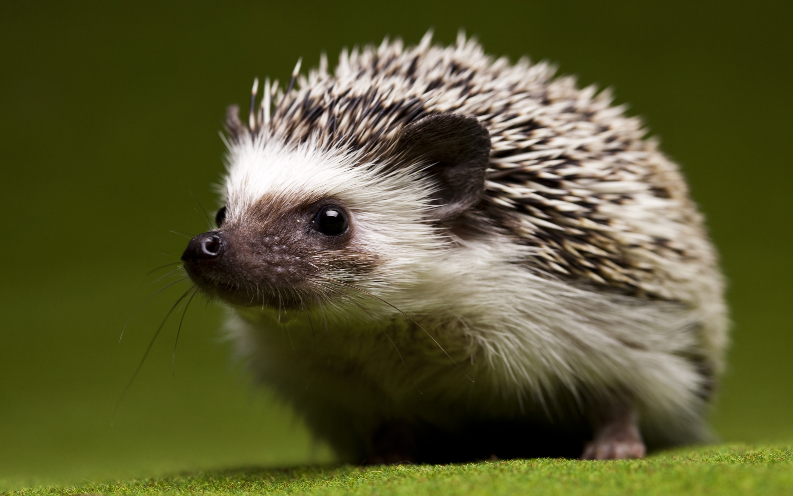 Hedgehog Wallpapers