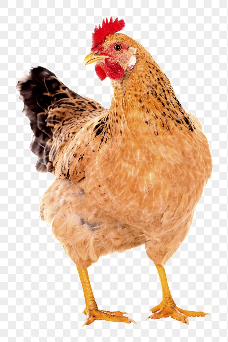 Hen Wallpapers