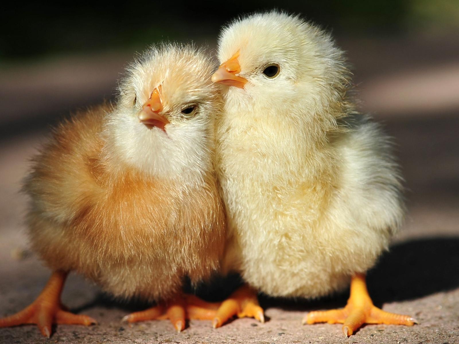 Hen Wallpapers