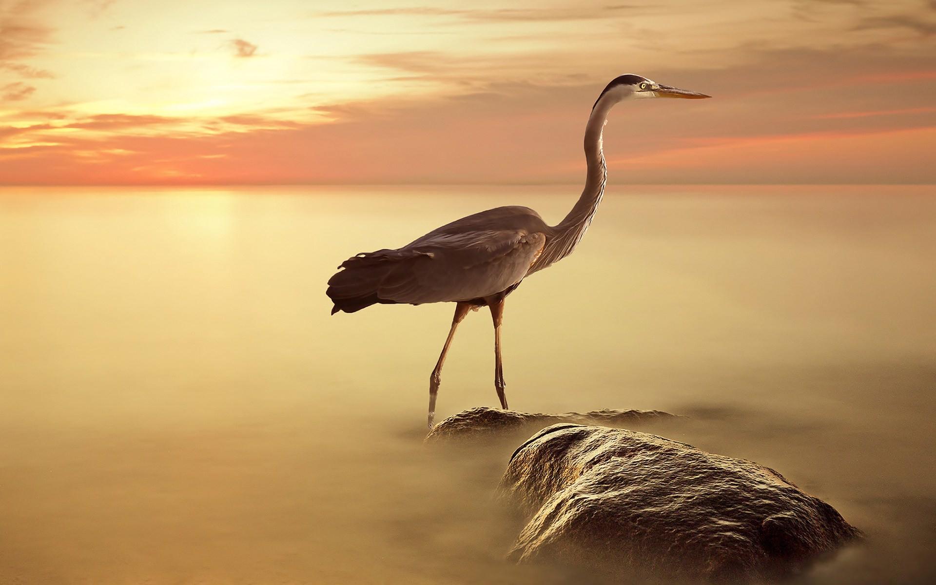 Heron Wallpapers