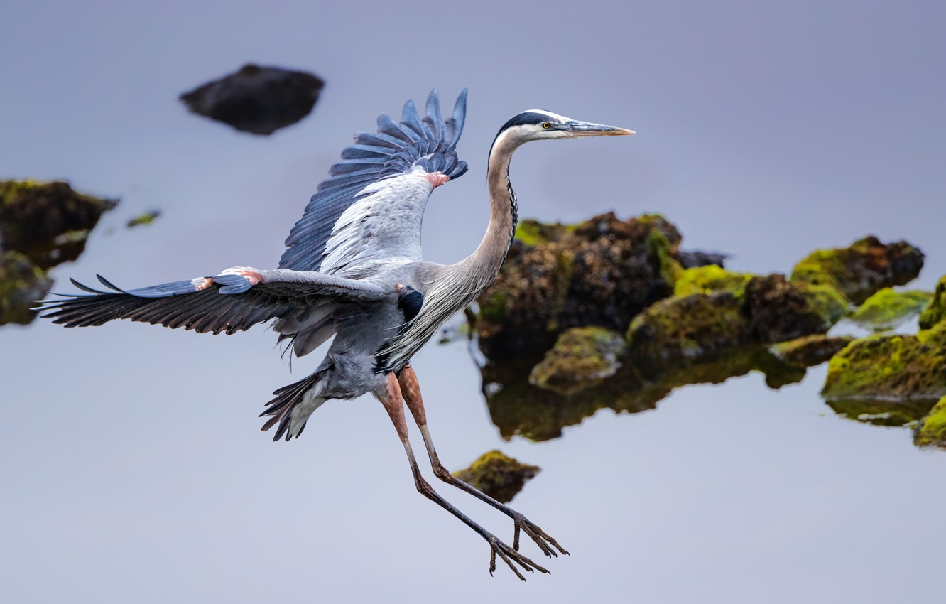 Heron Wallpapers