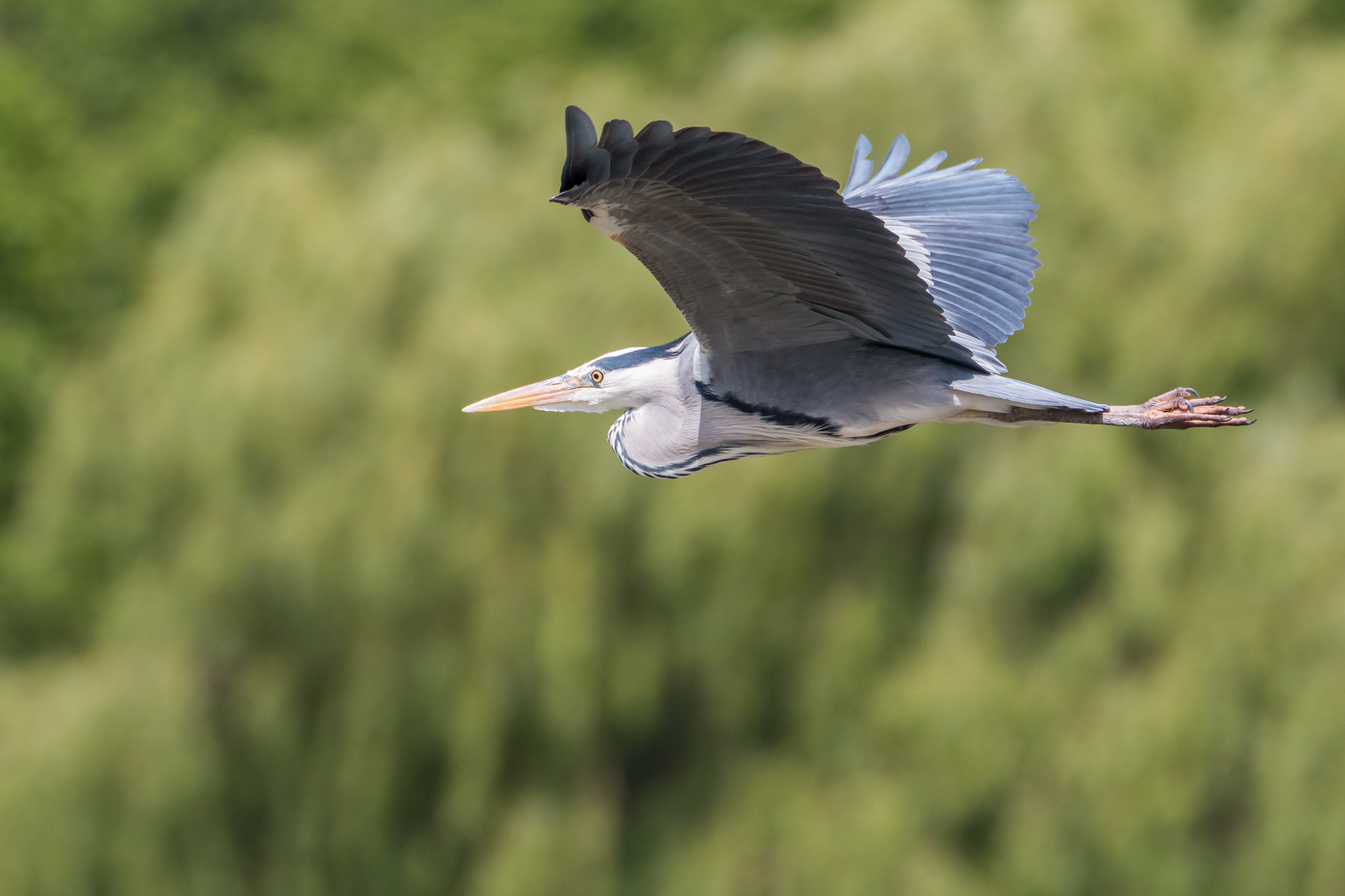 Herons Wallpapers