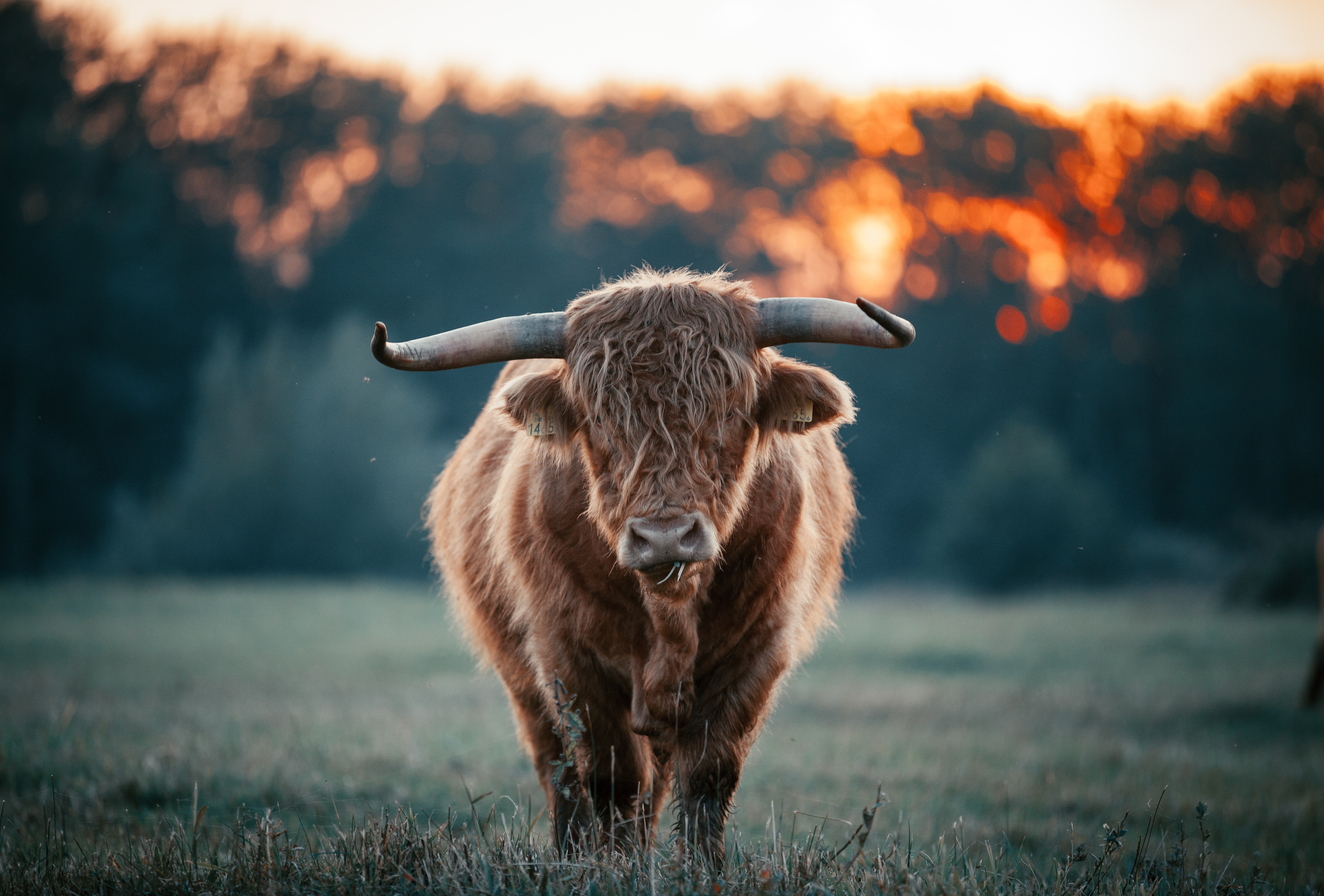 Highland Cattle Wallpapers