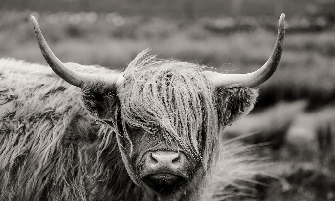 Highland Cattle Wallpapers