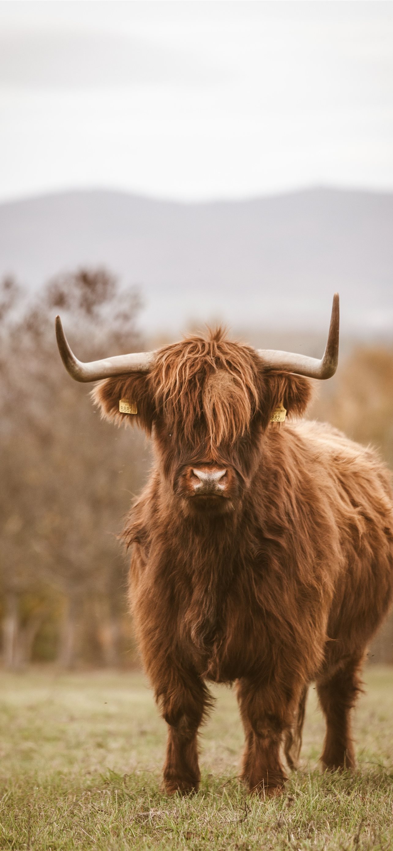 Highland Cattle Wallpapers