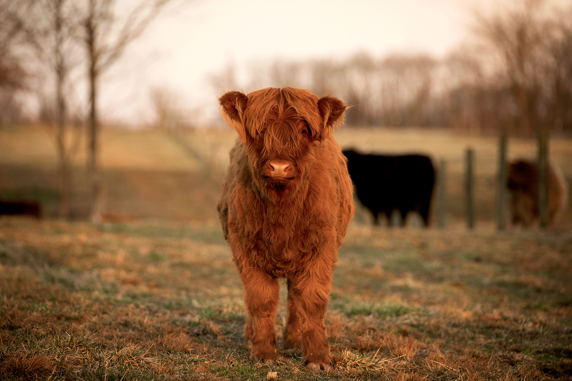 Highland Cattle Wallpapers