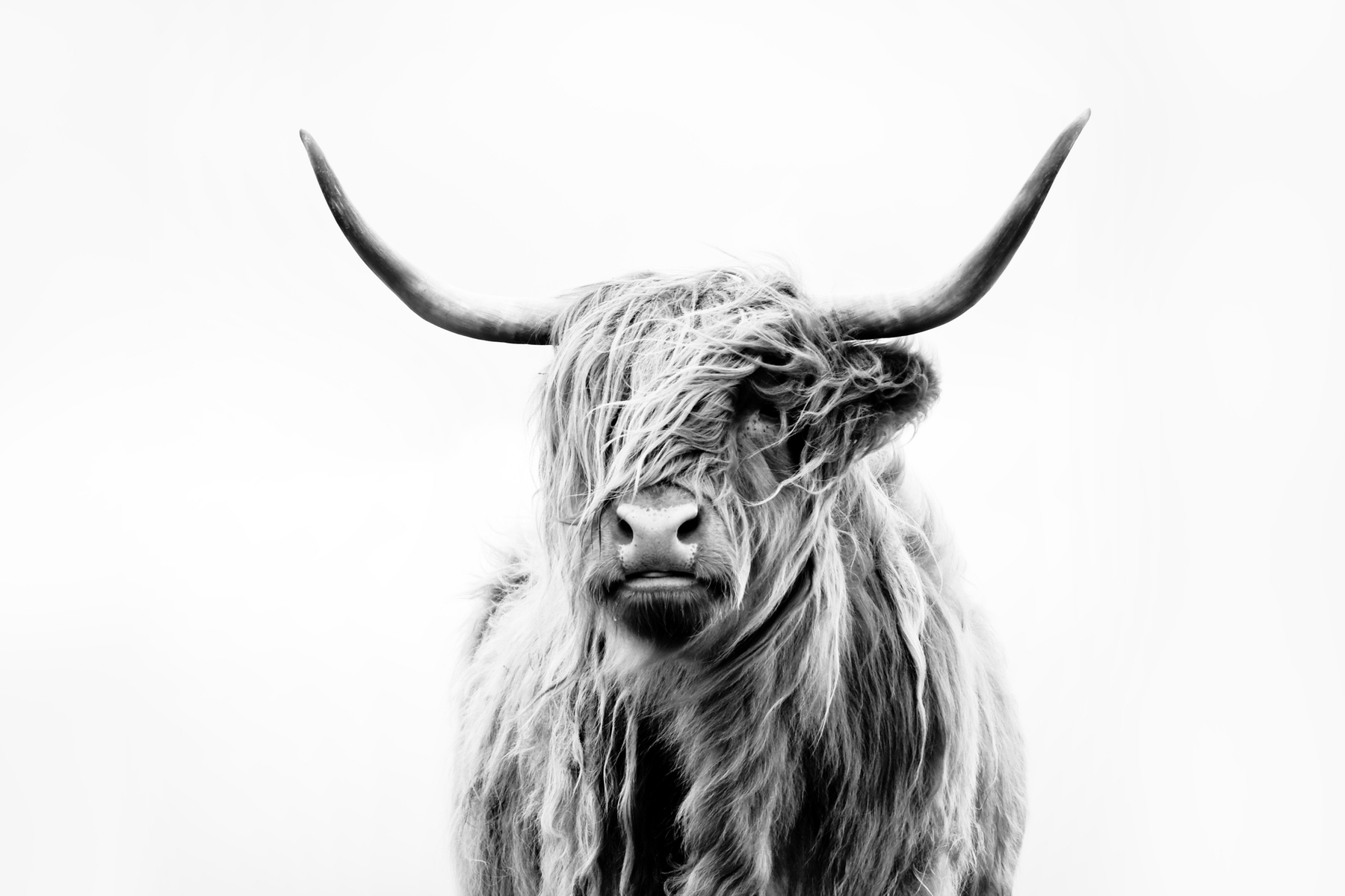 Highland Cattle Wallpapers