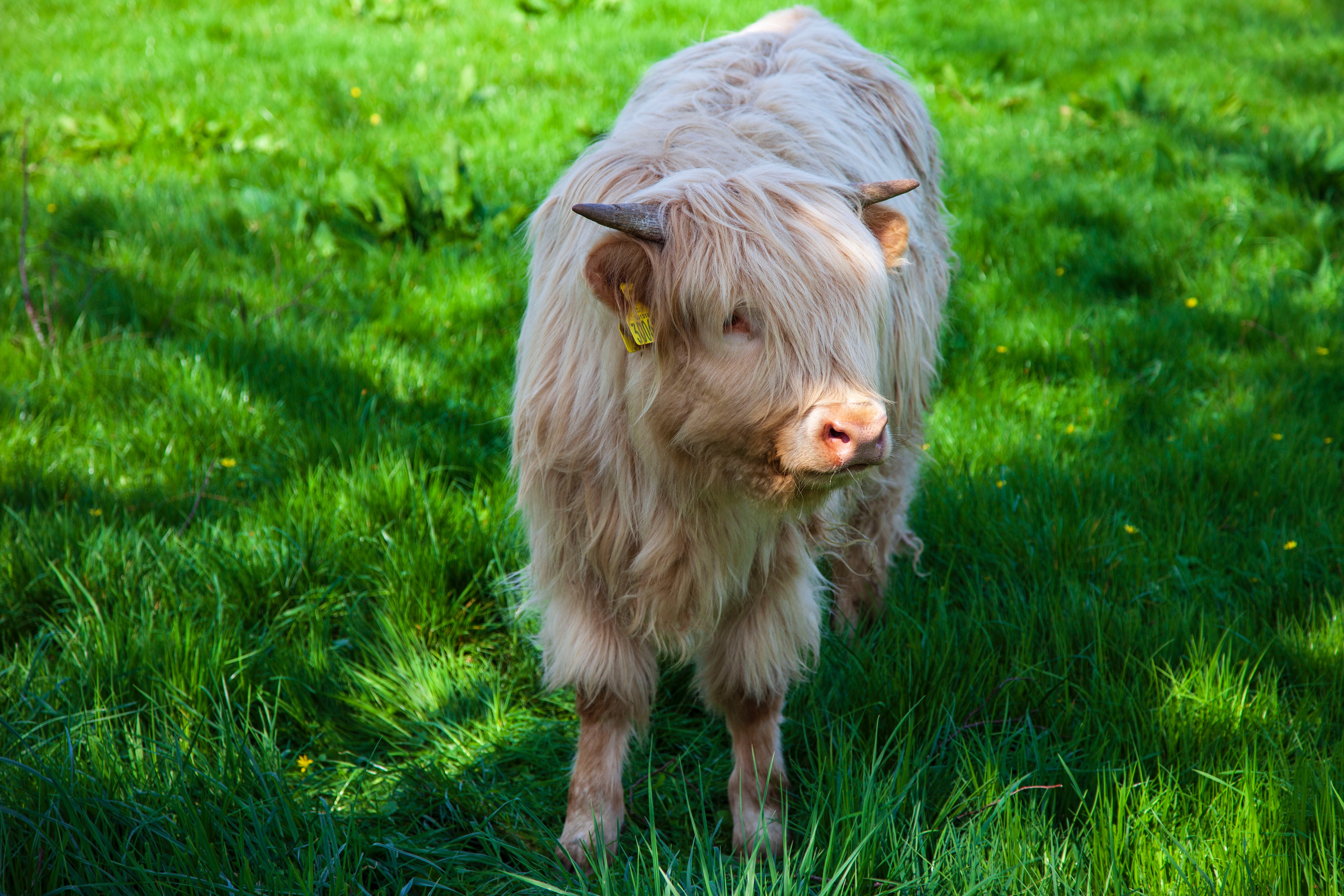 Highland Cattle Wallpapers