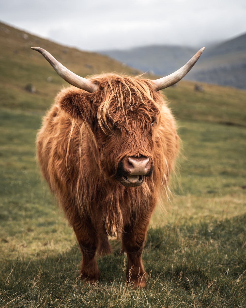 Highland Cattle Wallpapers