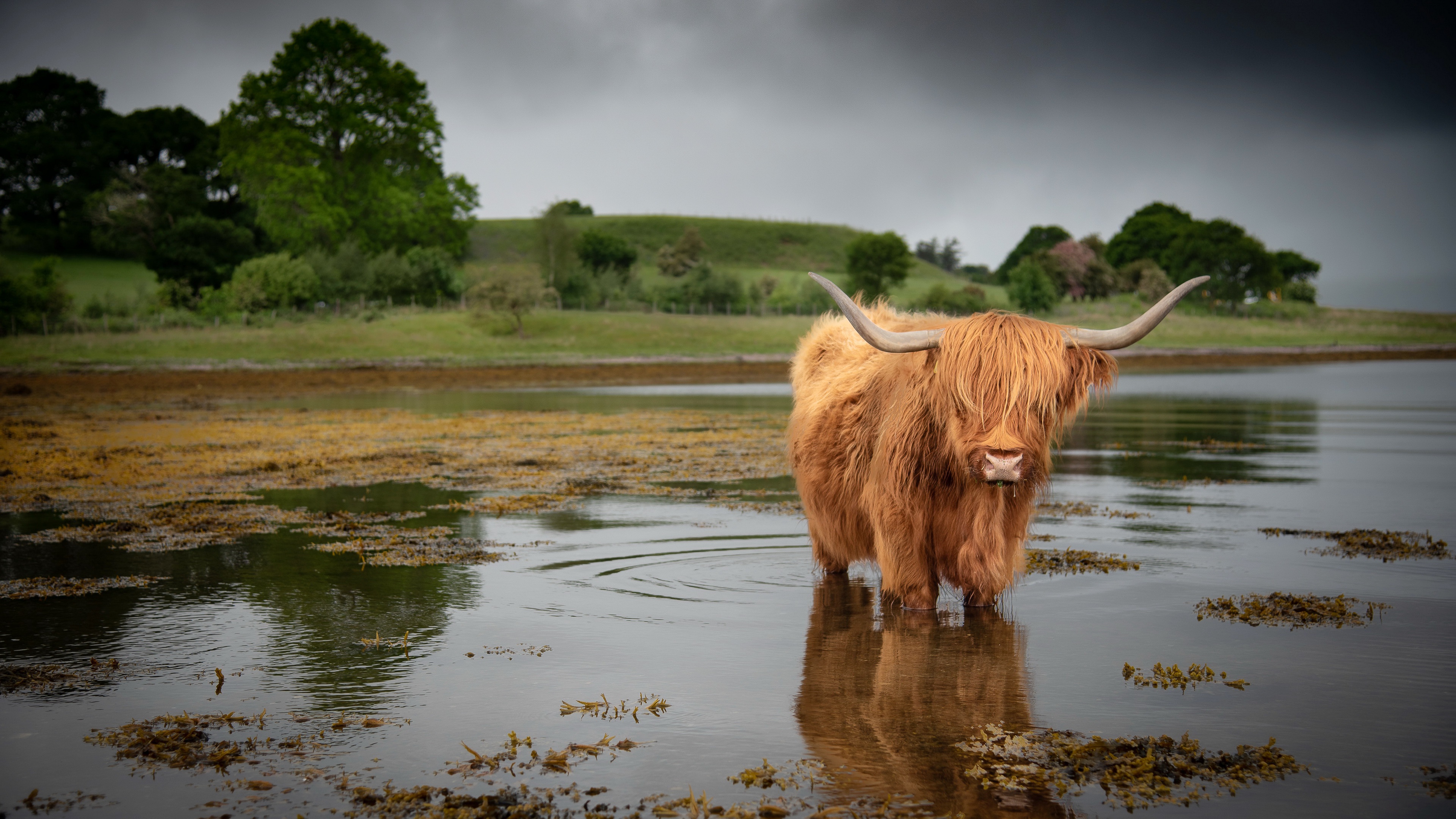 Highland Cow Wallpapers