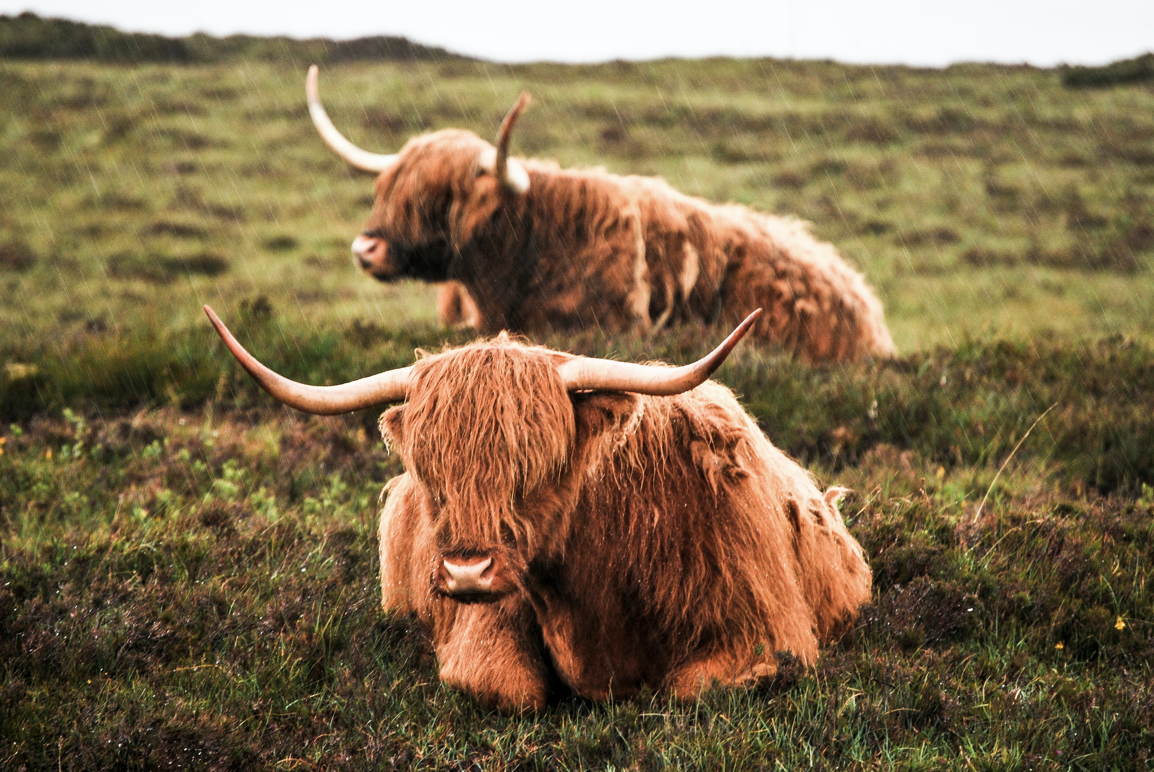 Highland Cow Wallpapers