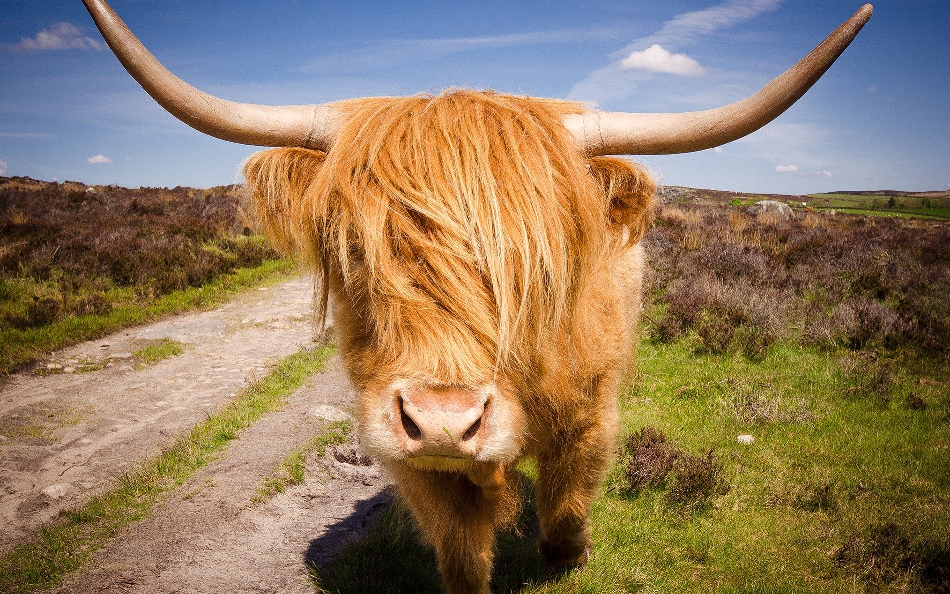 Highland Cow Wallpapers