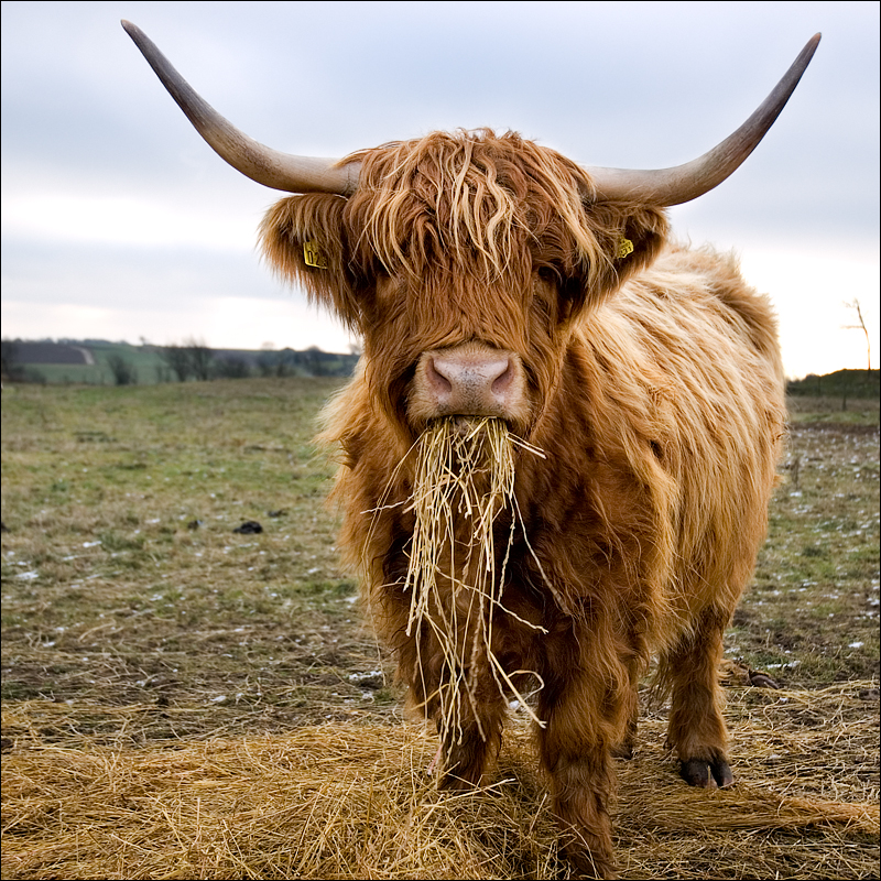 Highland Cow Wallpapers