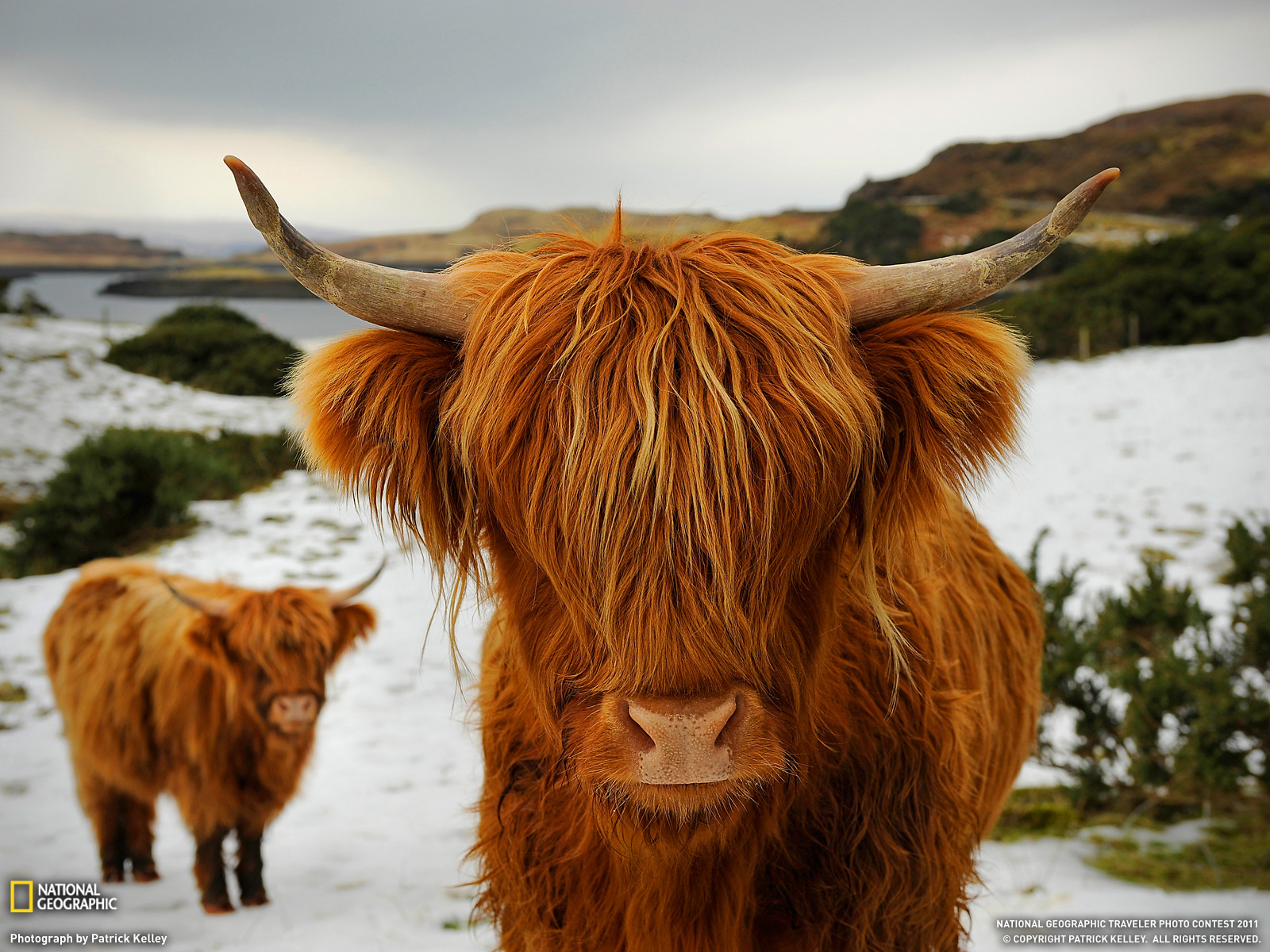 Highland Cow Wallpapers