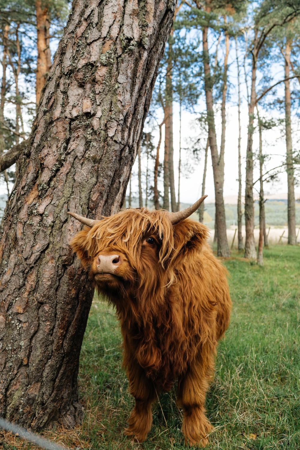 Highland Cow Wallpapers