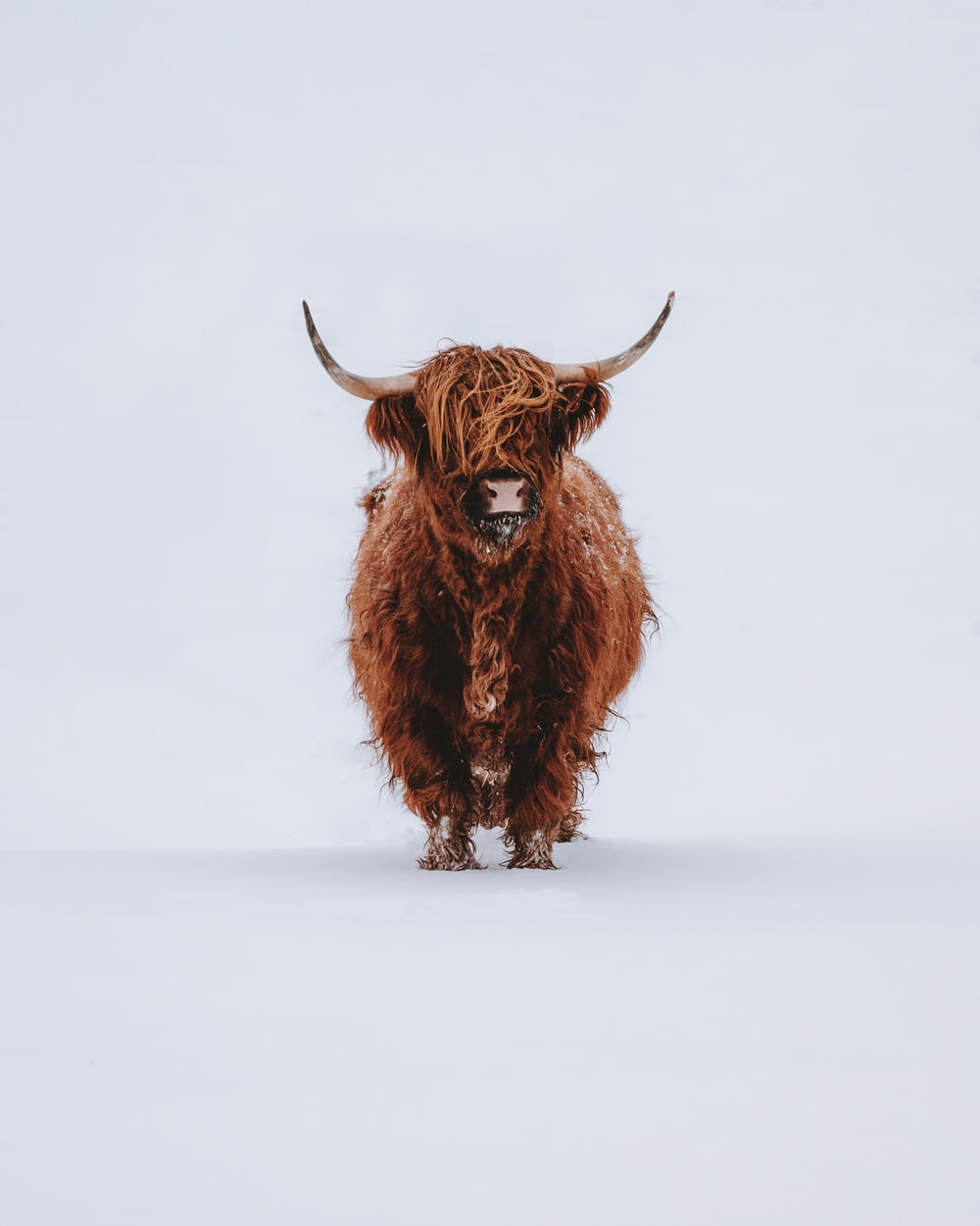 Highland Cow Wallpapers